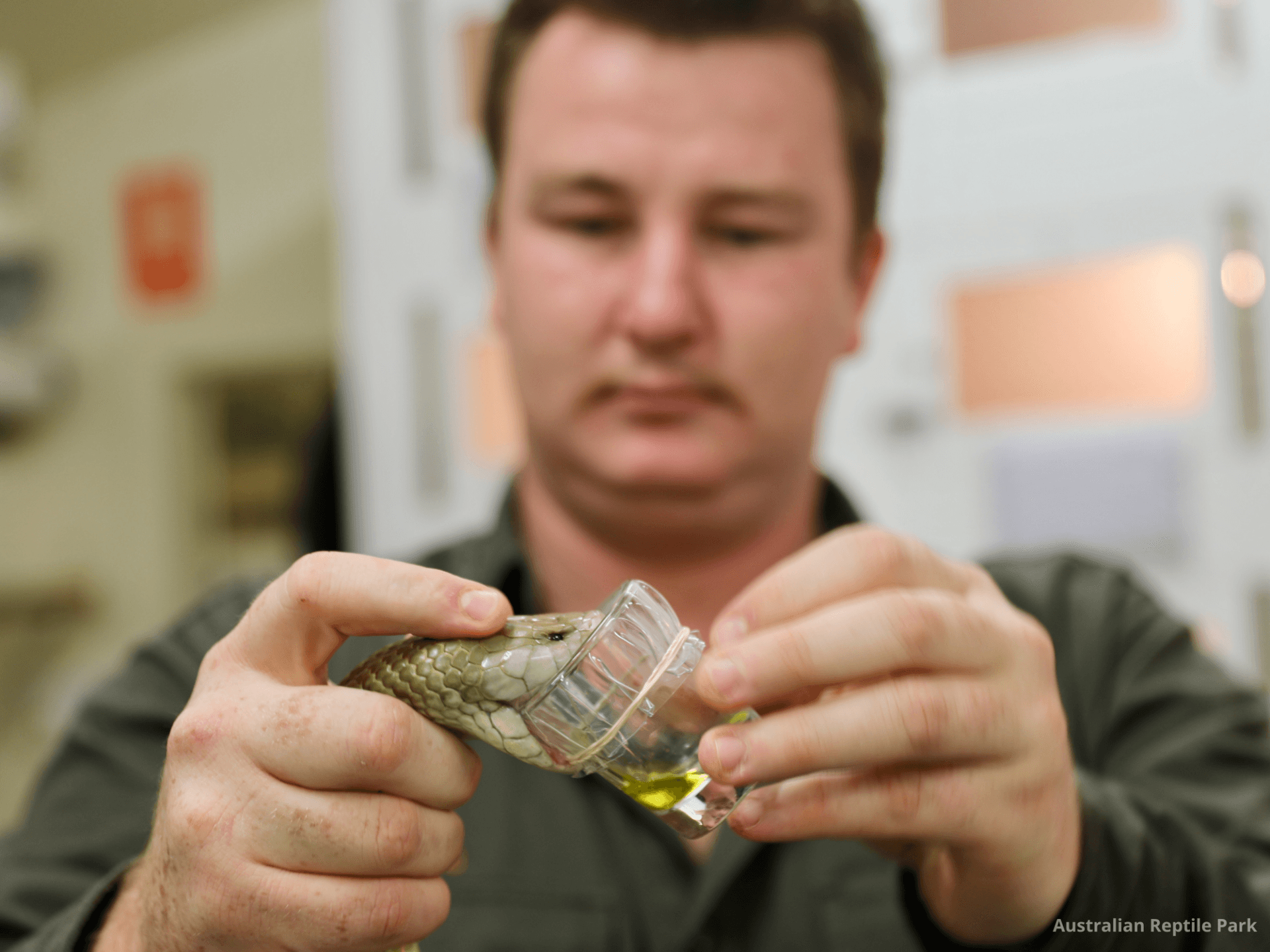 Australian Reptile Park - სურათი 36