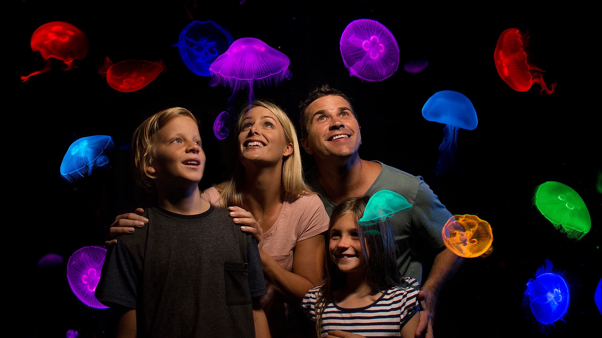 SEA LIFE Sunshine Coast Aquarium Direct Entry Ticket - სურათი 3
