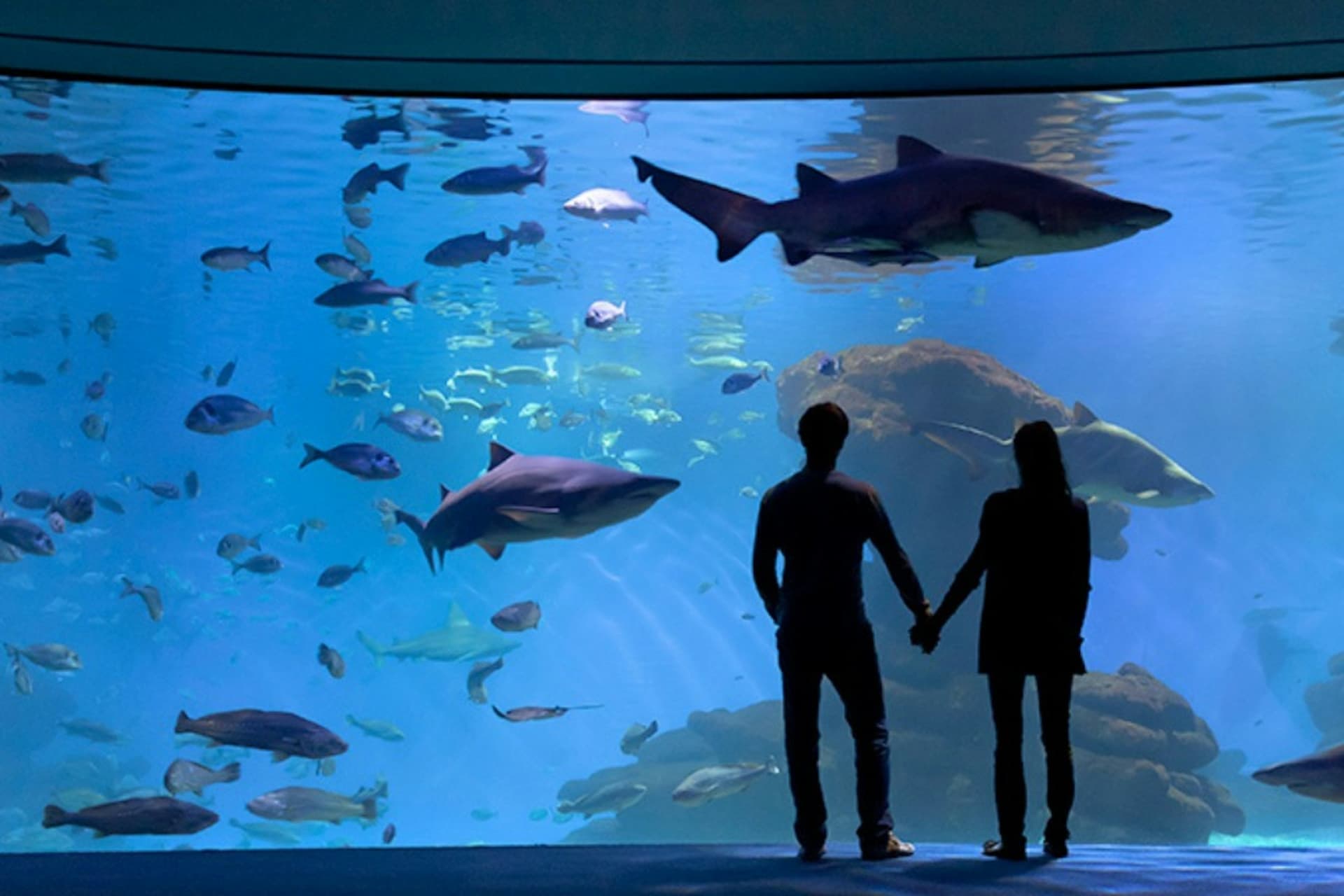 Palma Aquarium: Skip The Line Ticket + Optional 3D Cinema Aquadome - მთავარი სურათი