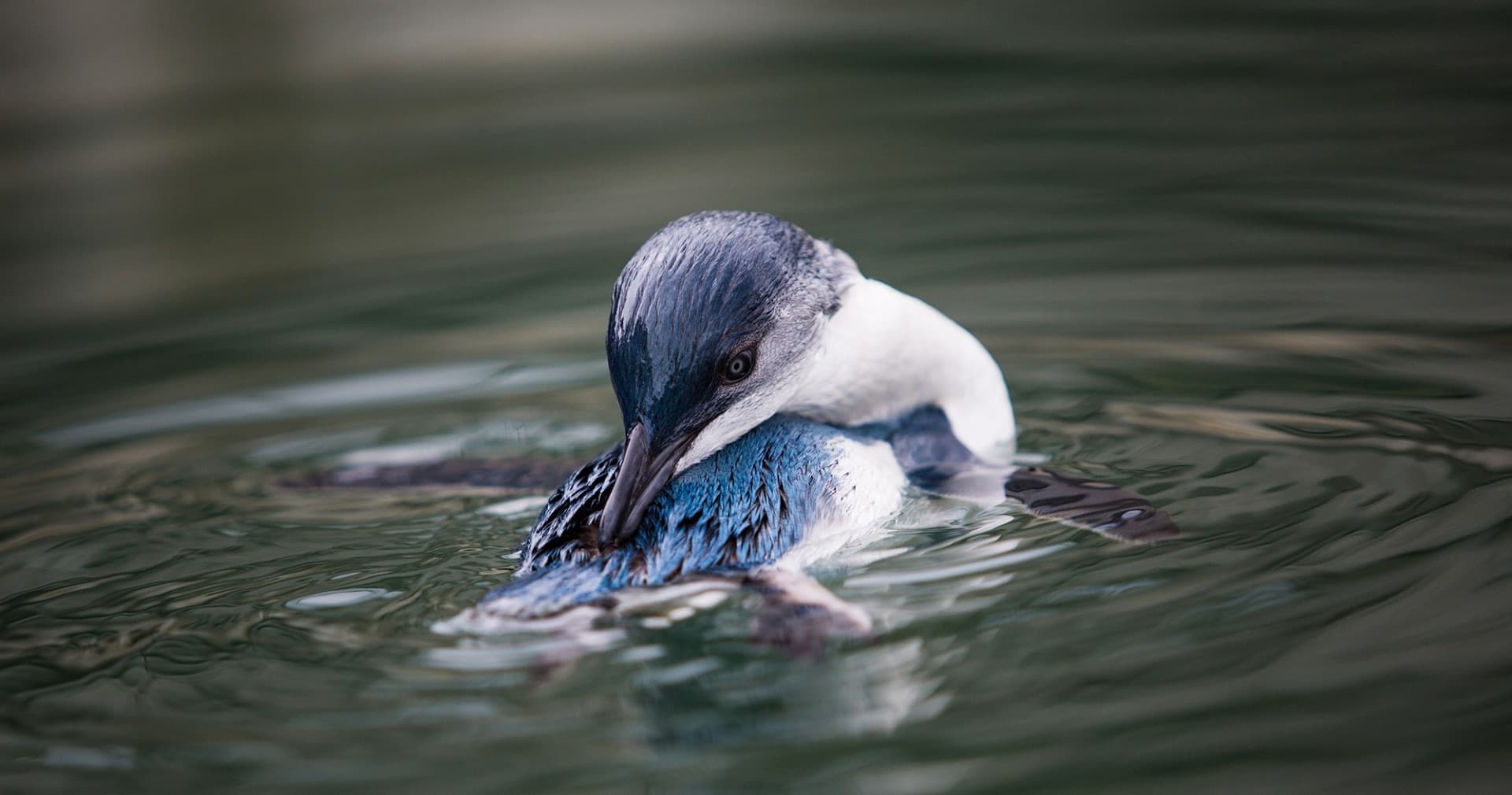 Monarch Wildlife Cruise and Peninsula Encounter Tour - სურათი 11