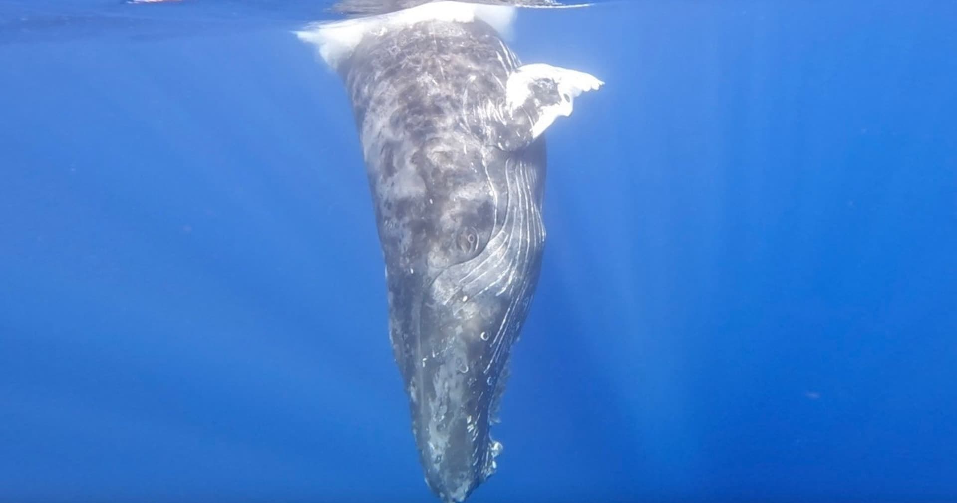 Waikiki Private Whale Watching Cruise - სურათი 4