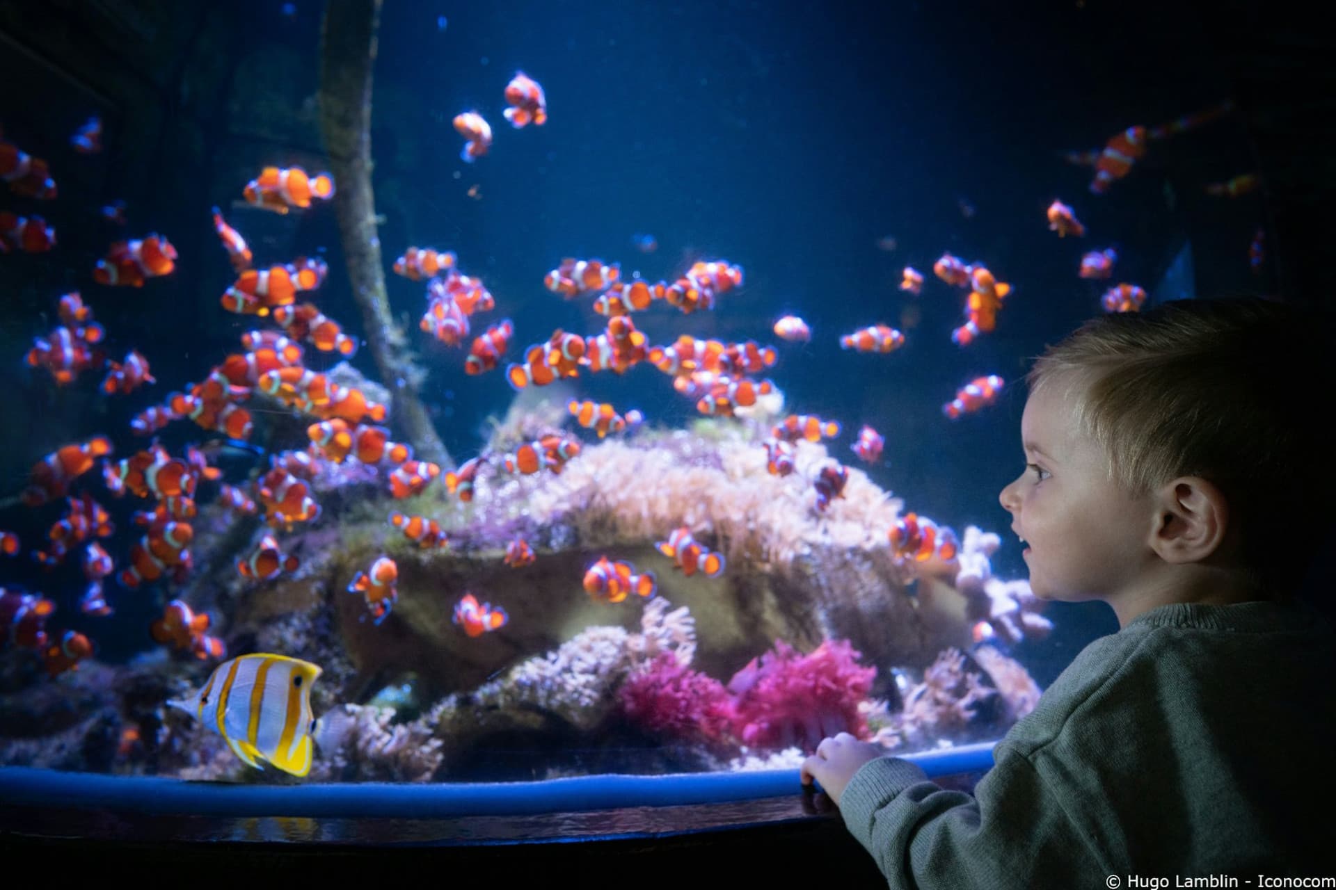 Nausicaa: Skip The Line Ticket - სურათი 14