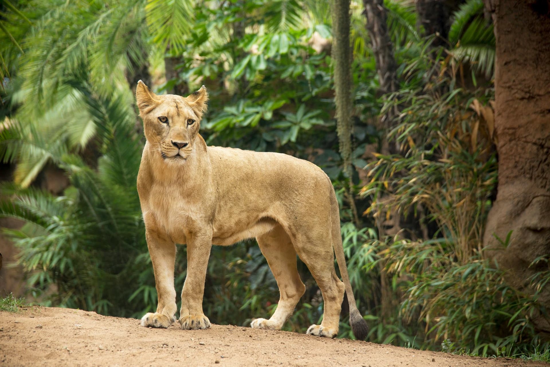 Loro Parque Ticket - სურათი 11