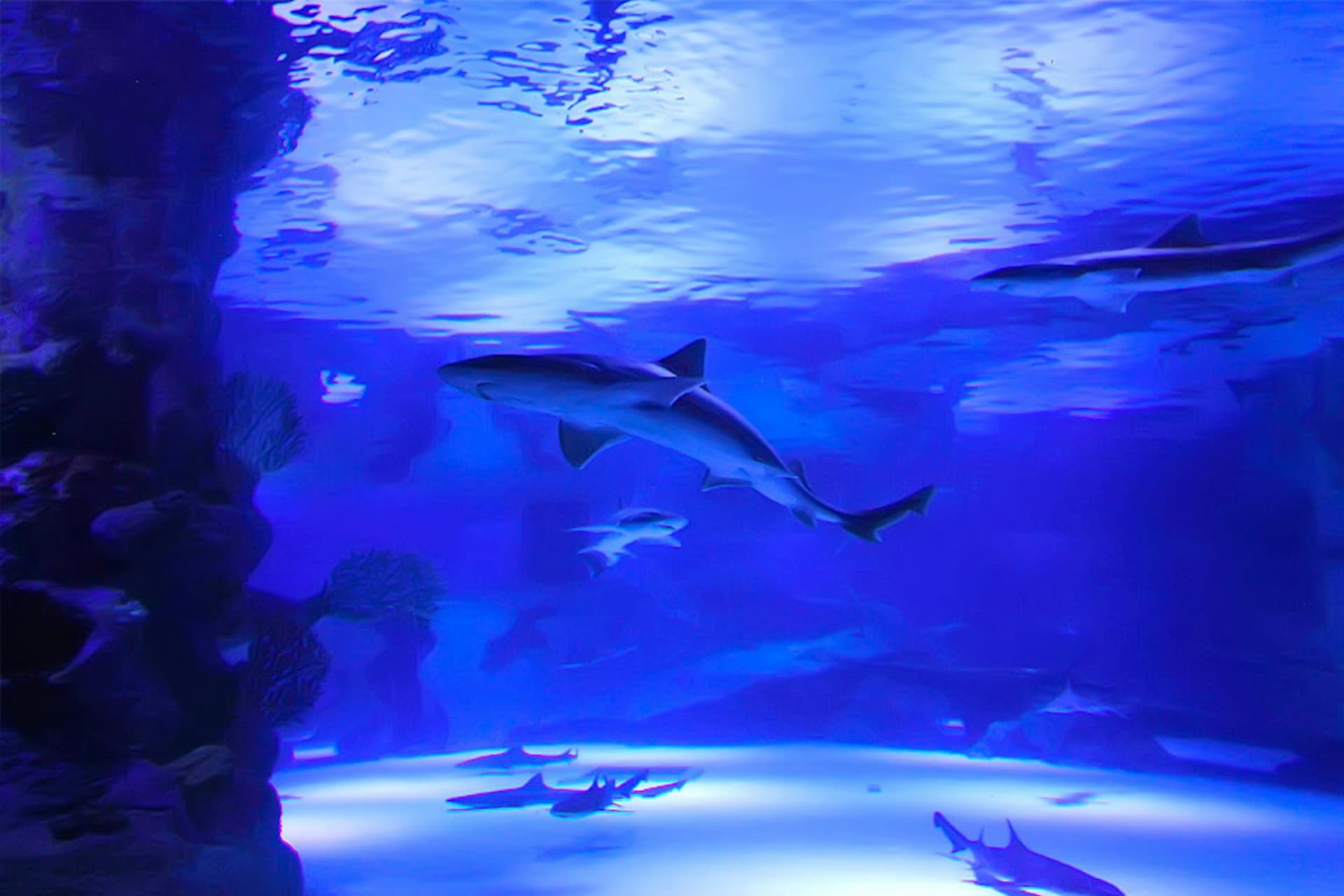 Antalya Aquarium and Face 2 Face Wax Museum Ticket - მთავარი სურათი