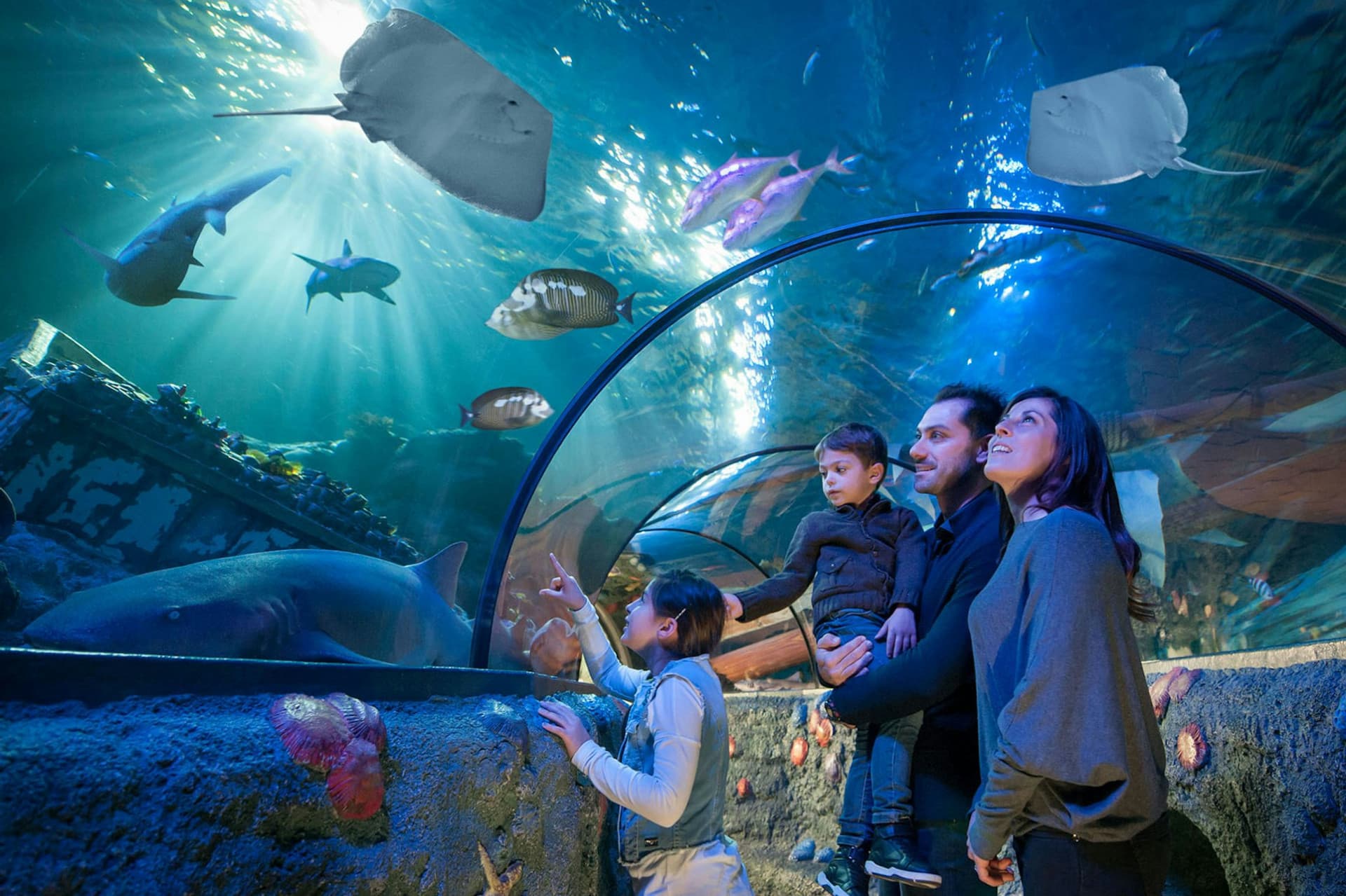 Gardaland SEA LIFE Aquarium Ticket - მთავარი სურათი