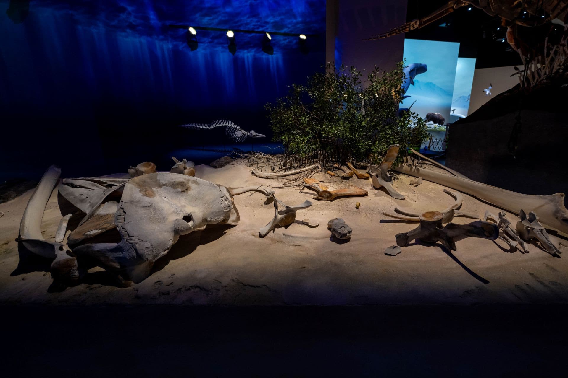 Natural History Museum Abu Dhabi Ticket - სურათი 5