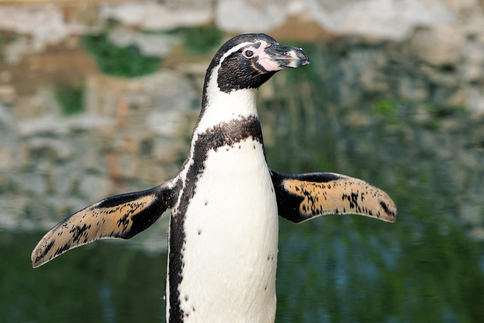 Phillip Island Nature Parks - Penguin Parade Ticket - სურათი 3