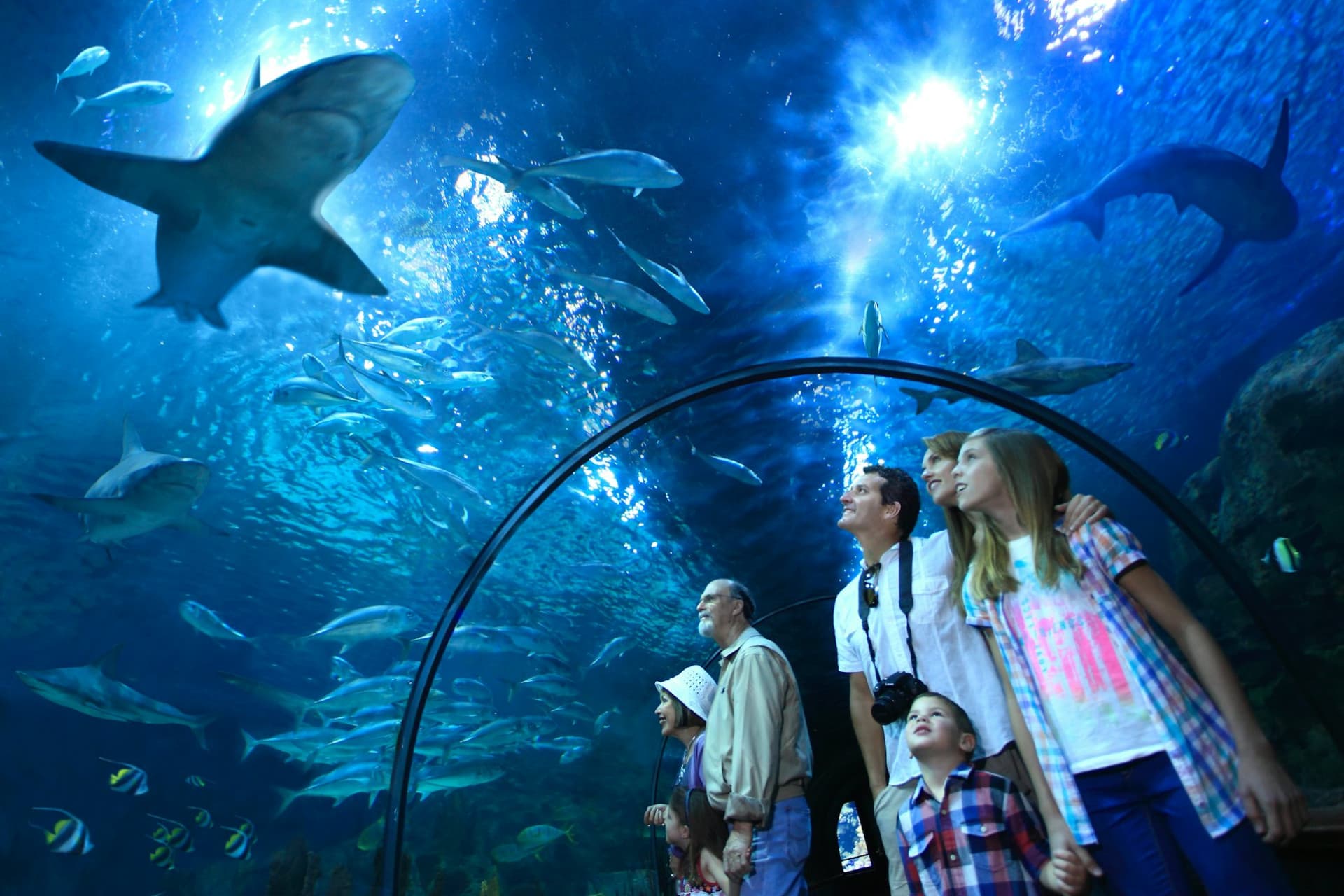 Loro Parque Ticket - სურათი 4