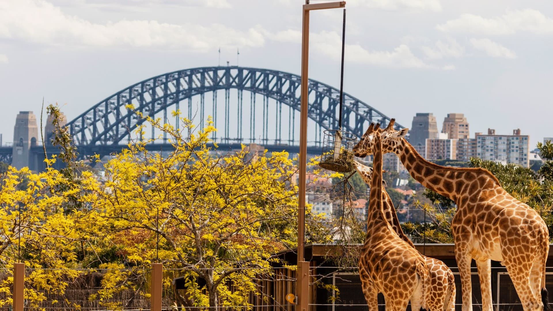 Taronga Zoo Ticket with Optional Round Trip Ferry - სურათი 11