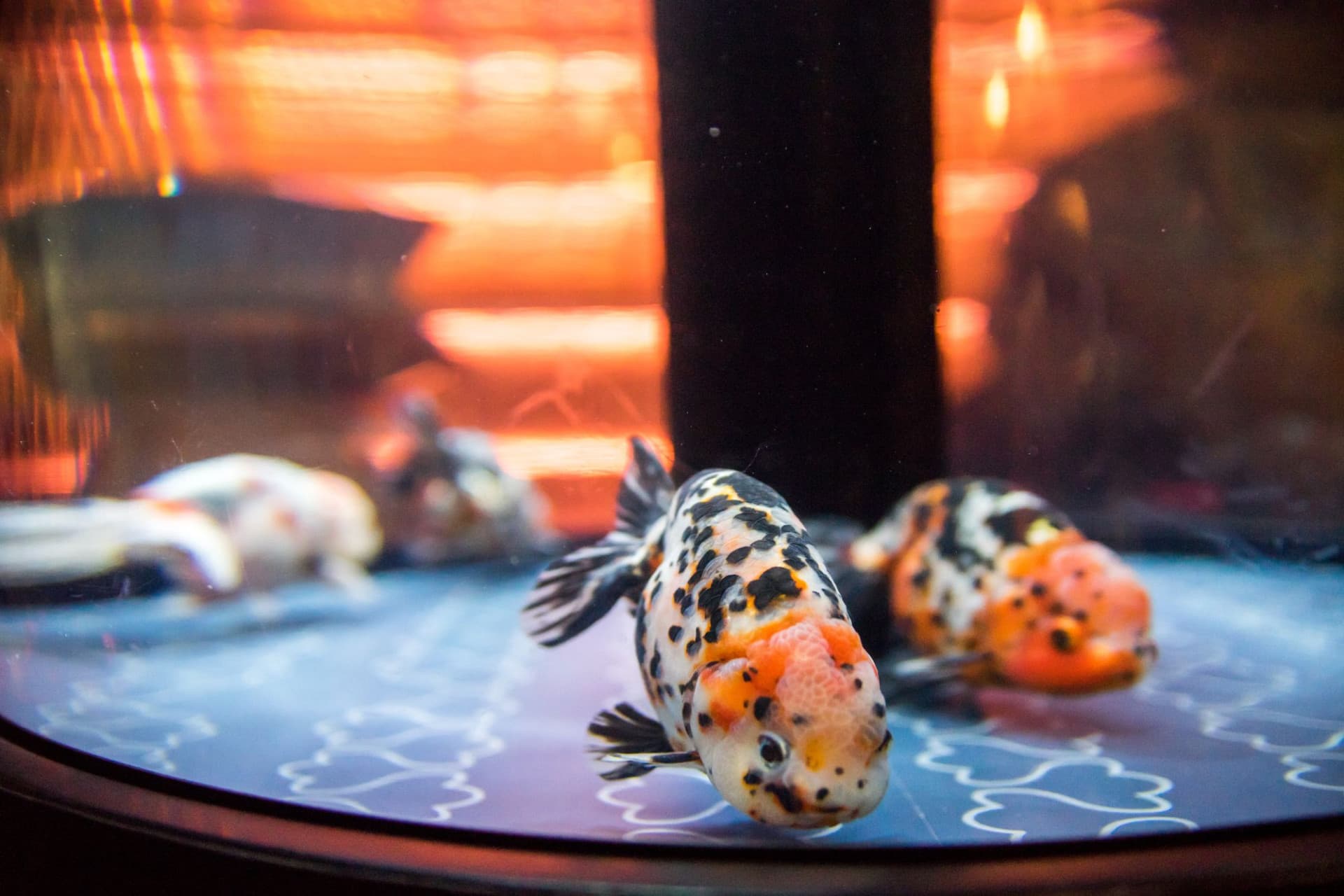 Sumida Aquarium Ticket - სურათი 2