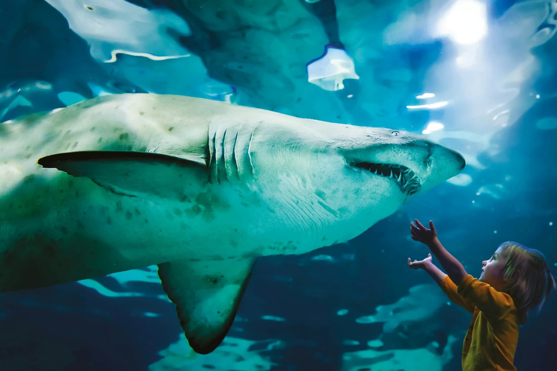 Aquarium of Cattolica Ticket - სურათი 4