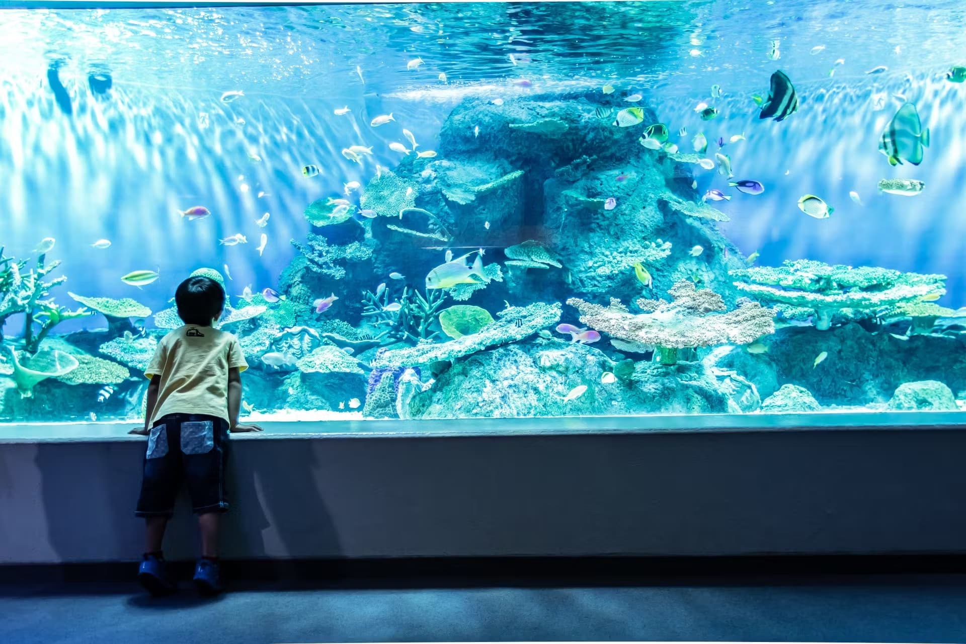 Shinagawa Aquarium Ticket - სურათი 2