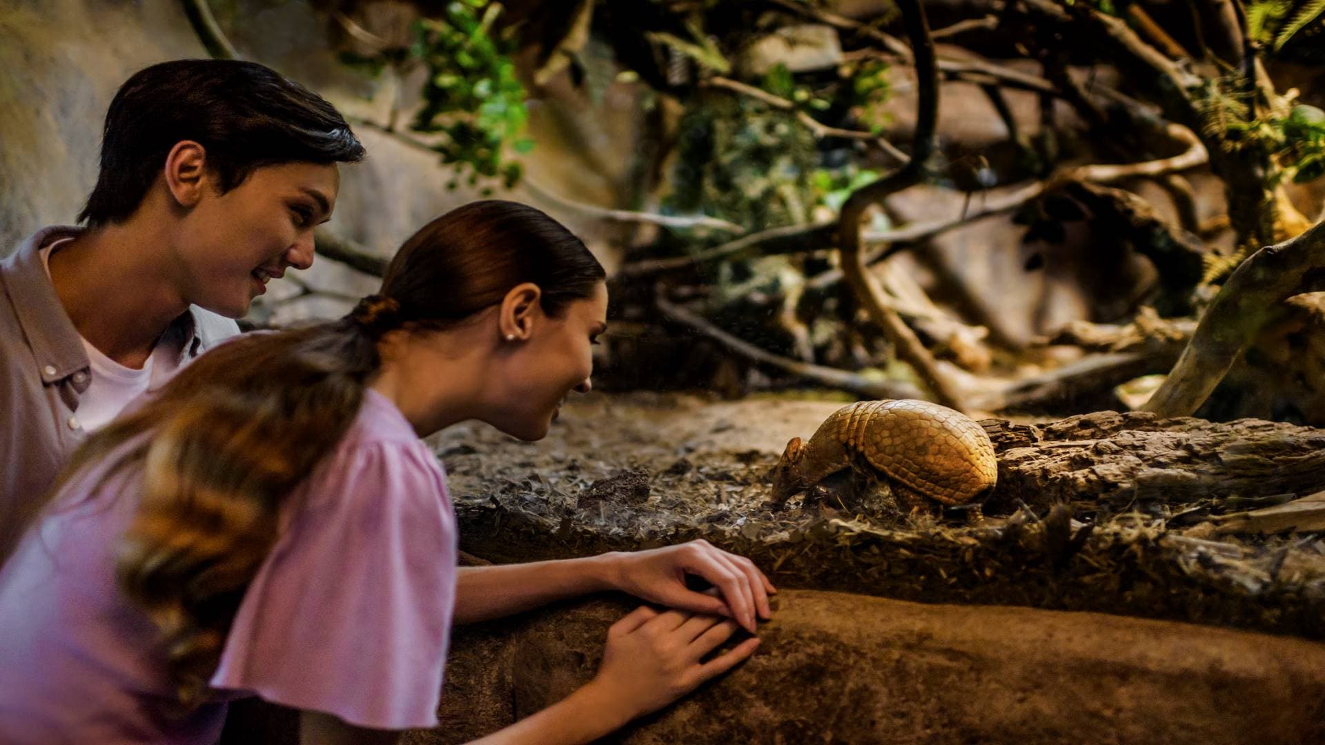 Singapore Night Safari Ticket - სურათი 9