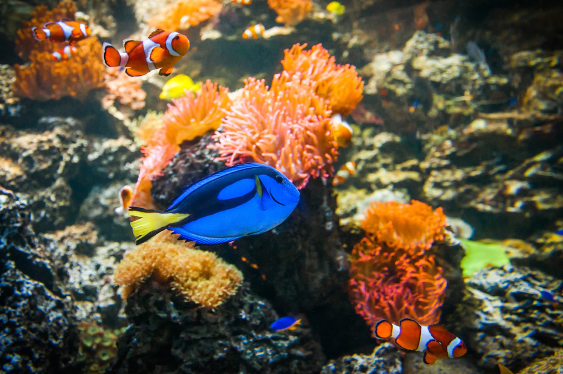 COMBO: Melbourne Skydeck + SEA LIFE Melbourne Aquarium Tickets - სურათი 10