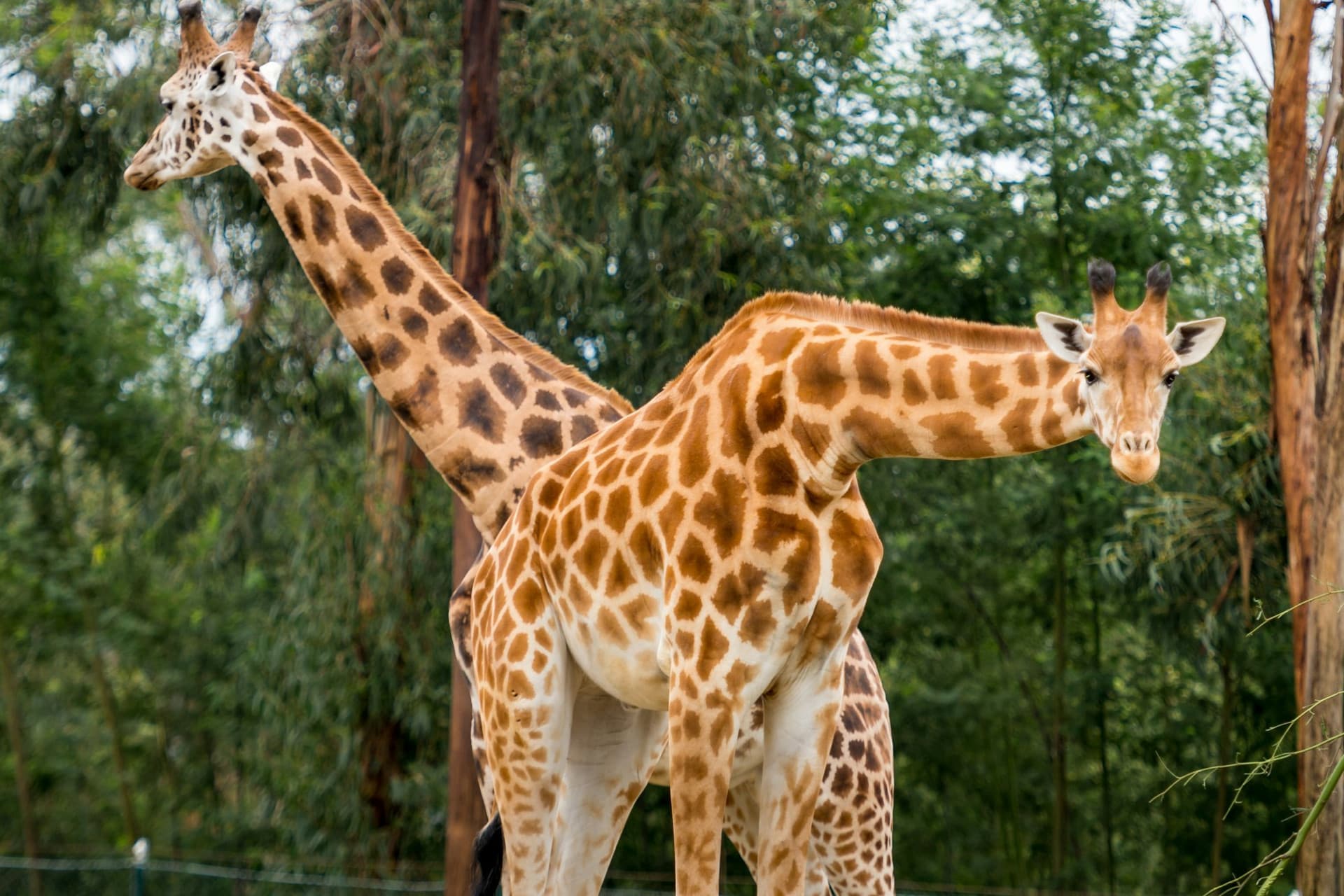 Zoo Santo Inácio Ticket - სურათი 3