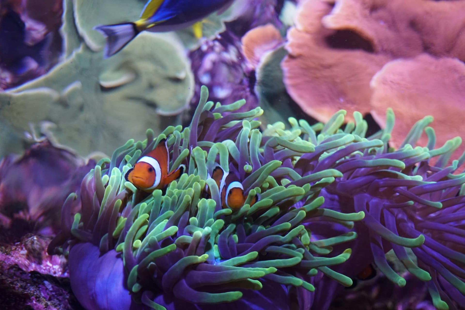 Seville Aquarium Ticket - სურათი 3