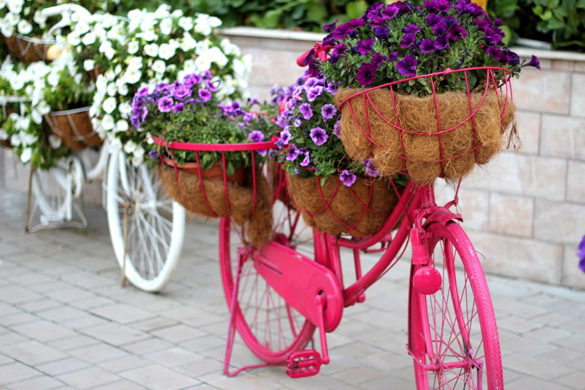 Dubai Miracle Garden Ticket - სურათი 12