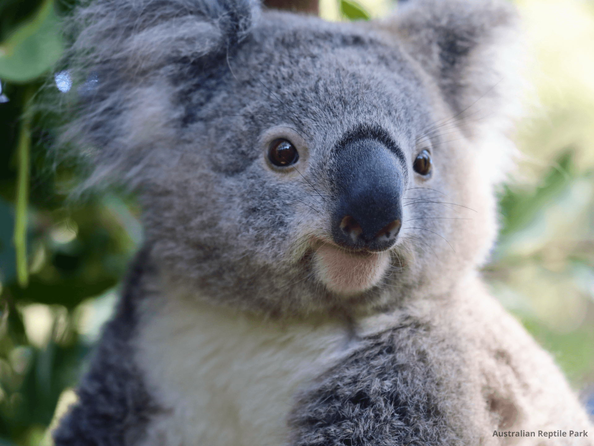 Australian Reptile Park - სურათი 18