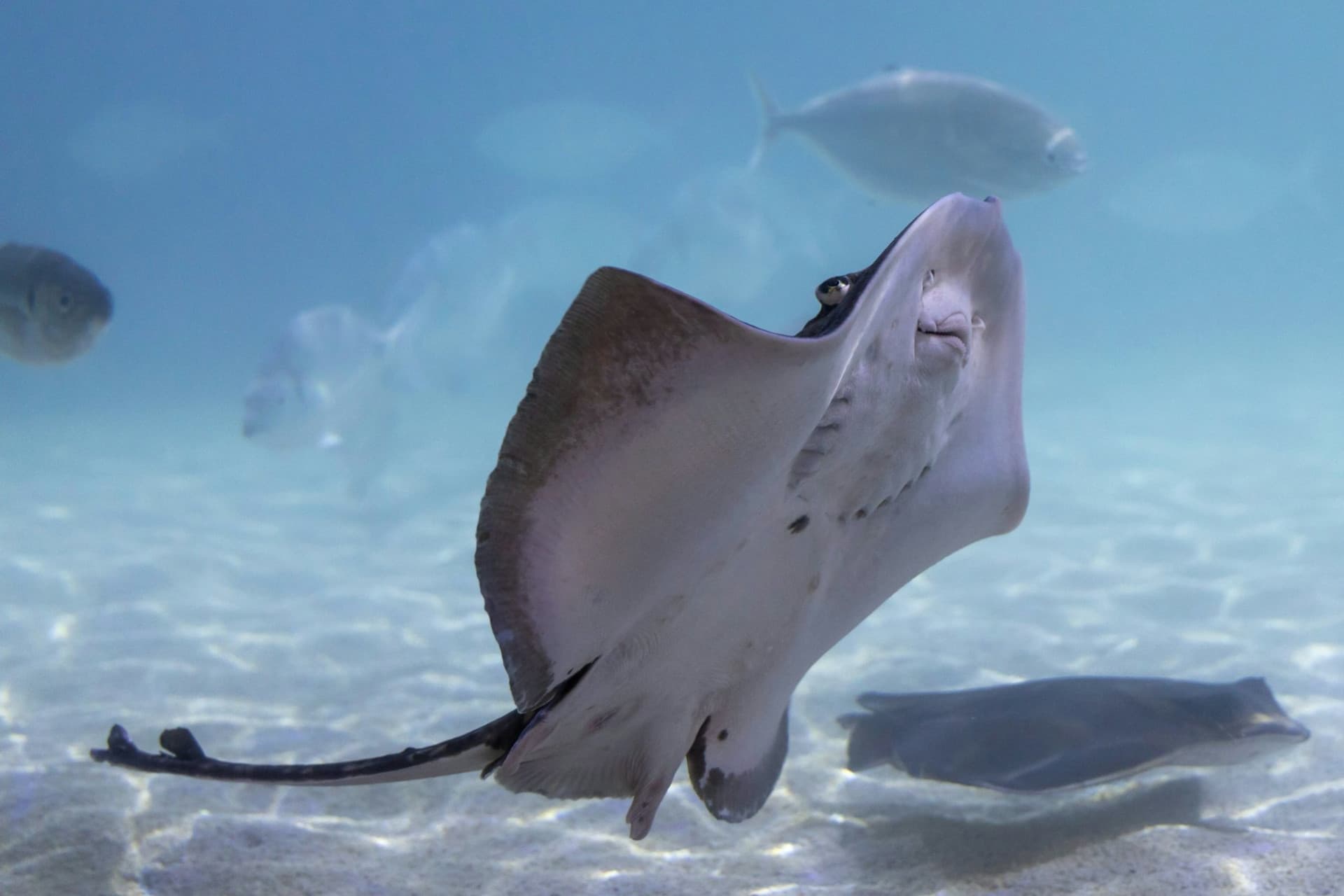 SEA LIFE Benalmádena Ticket - სურათი 6