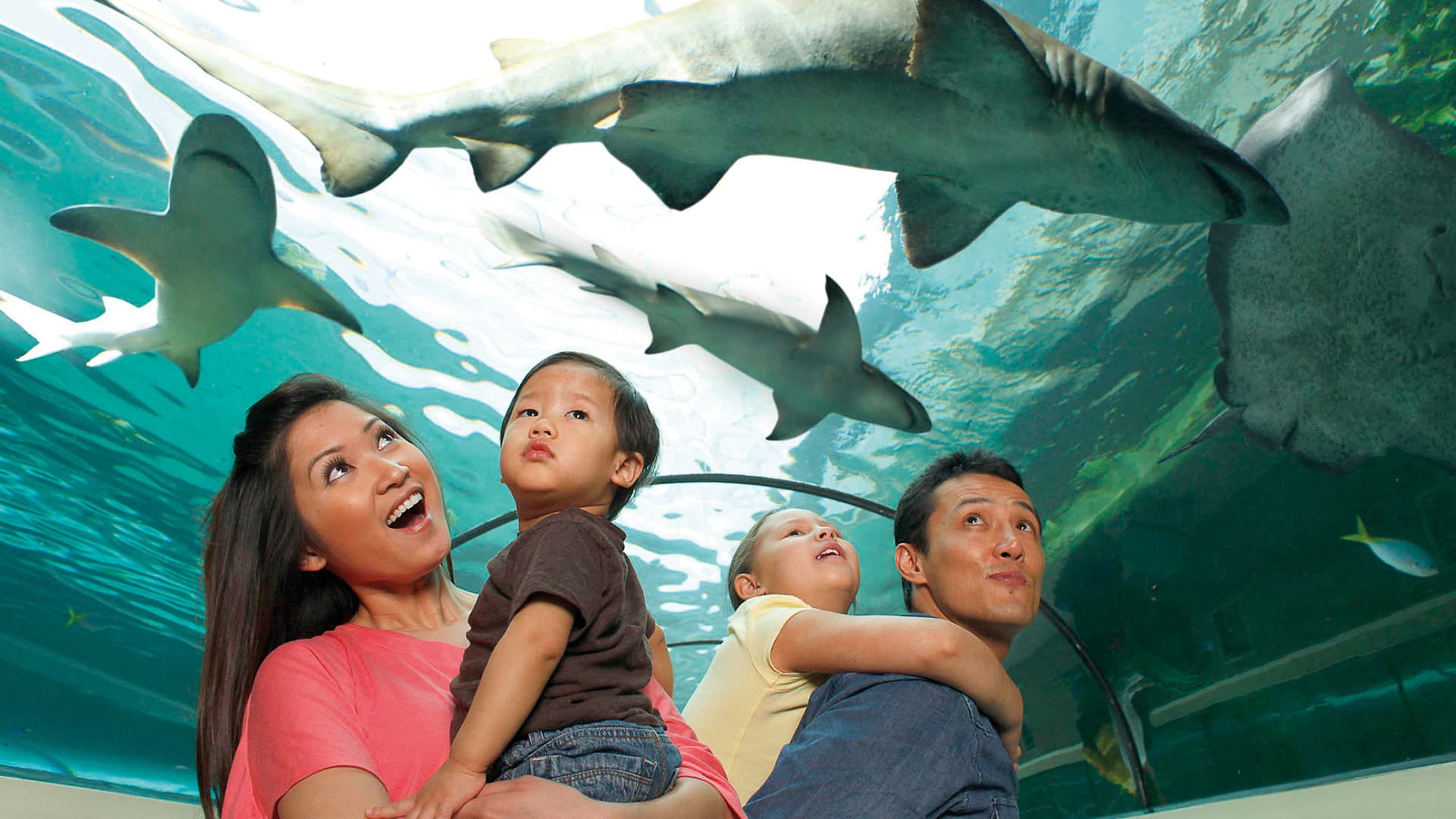 SEA LIFE New Jersey Aquarium Ticket - სურათი 4