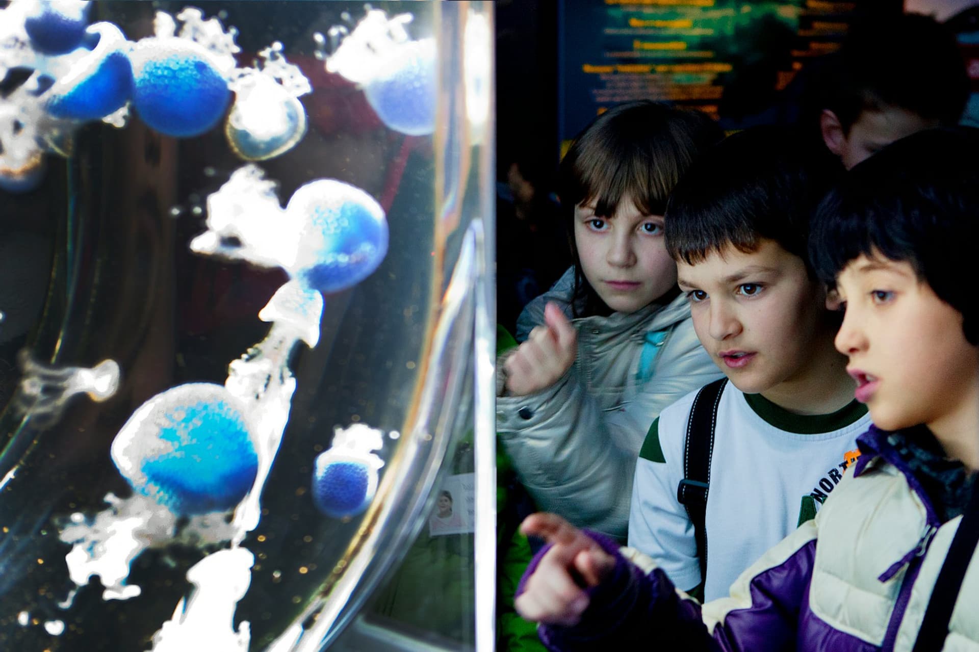 Gardaland SEA LIFE Aquarium Ticket - სურათი 10