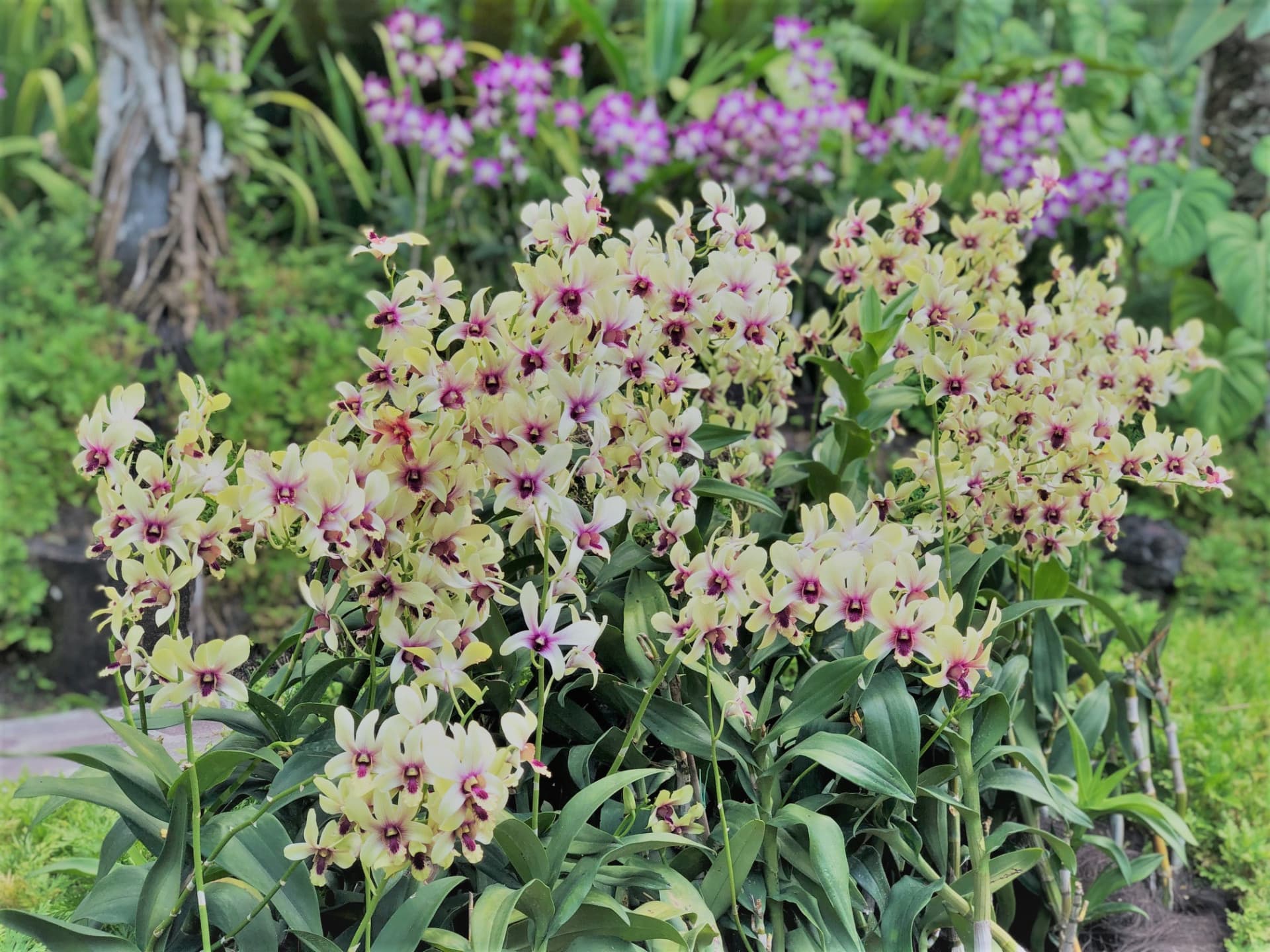 National Orchid Garden Ticket - სურათი 11
