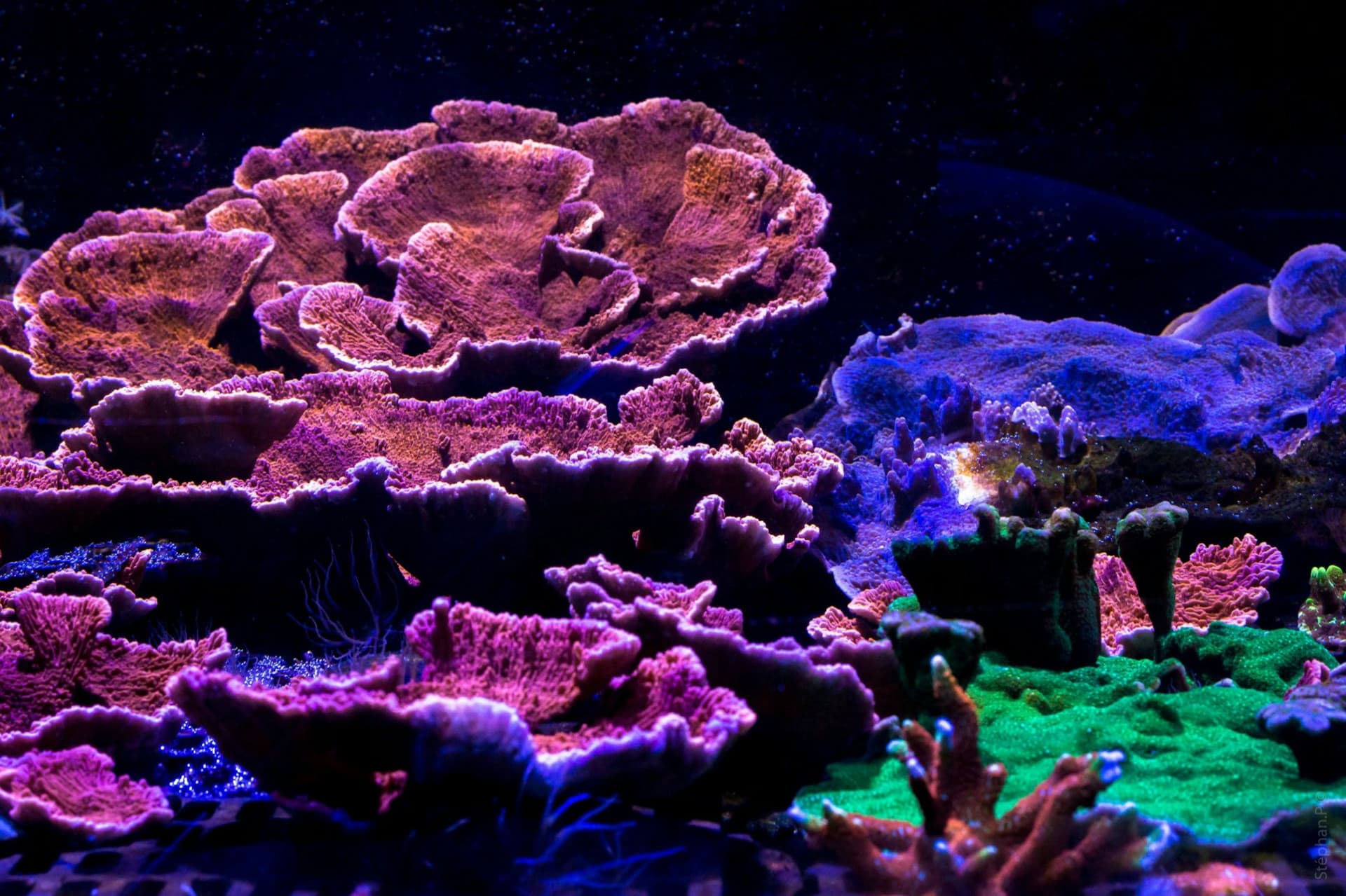 Nausicaa: Skip The Line Ticket - სურათი 13