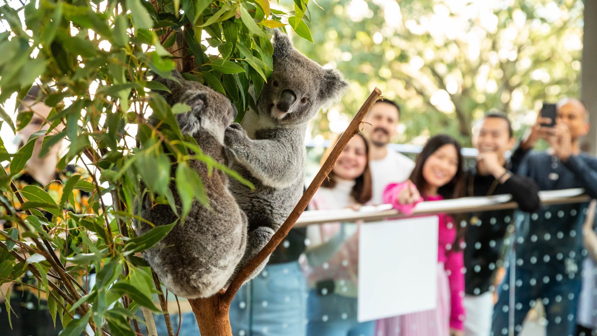 Breakfast with the Koalas at WILD LIFE SYDNEY - სურათი 2