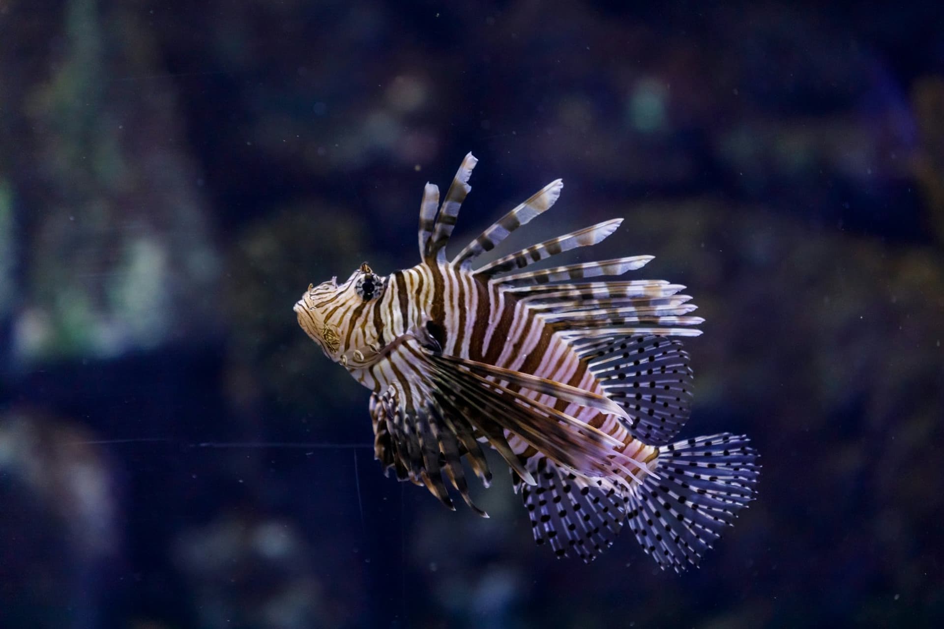 Atlantis Aquarium Madrid Ticket - სურათი 10