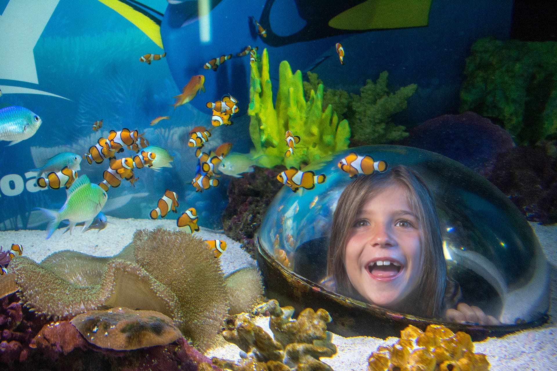 SEA LIFE Sunshine Coast Aquarium Direct Entry Ticket - სურათი 4