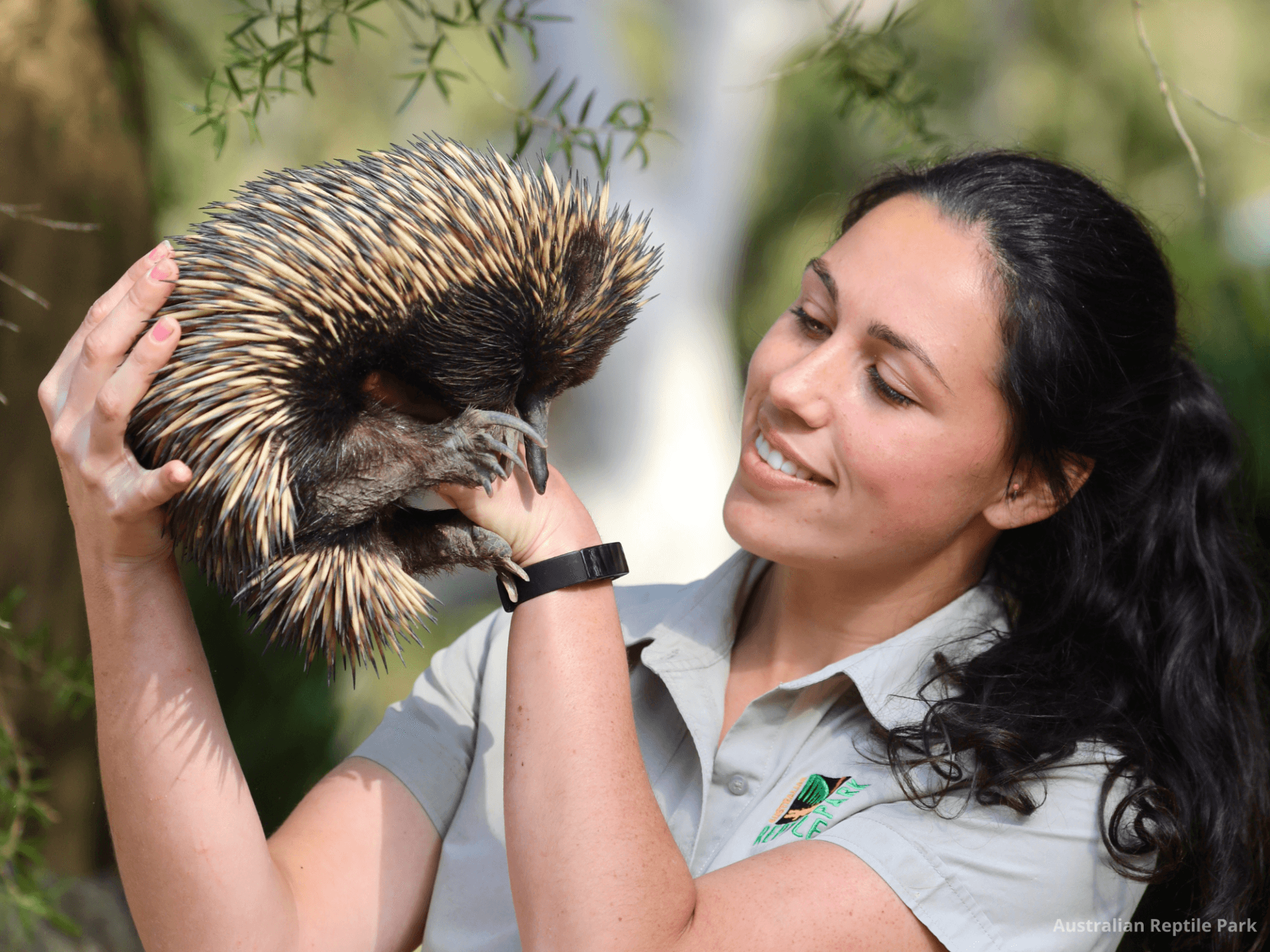 Australian Reptile Park - სურათი 7