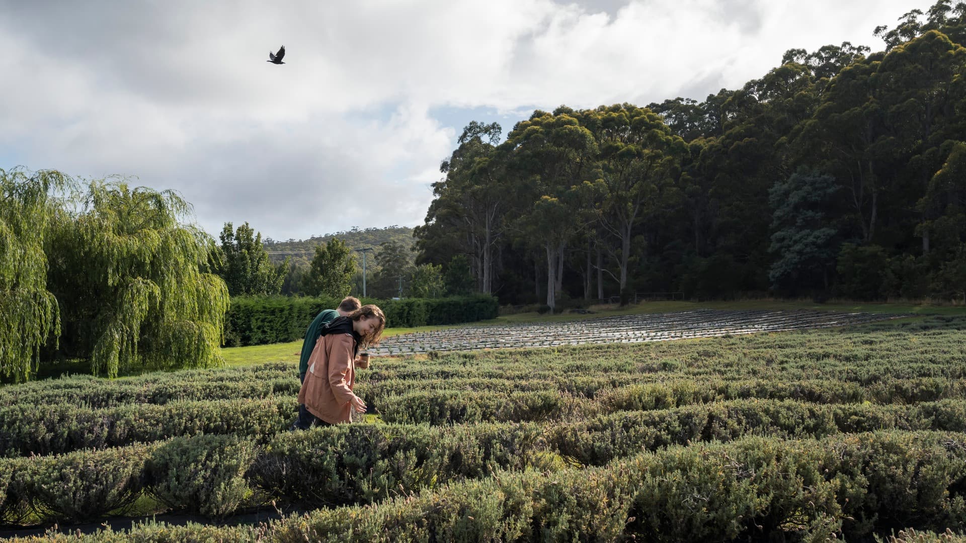 Port Arthur Historic Site & Tasman Peninsula Tour from Hobart - სურათი 4