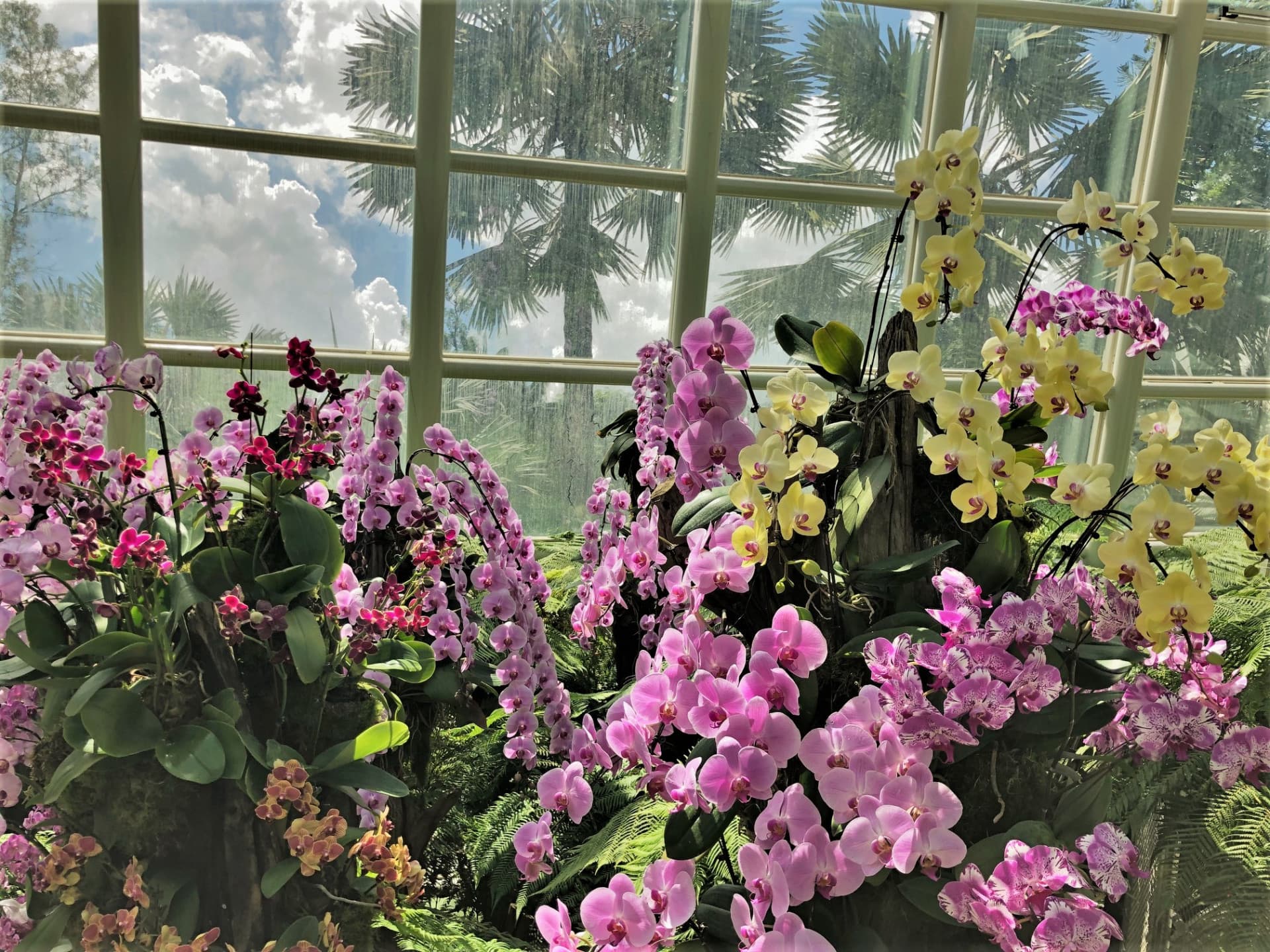 National Orchid Garden Ticket - სურათი 14