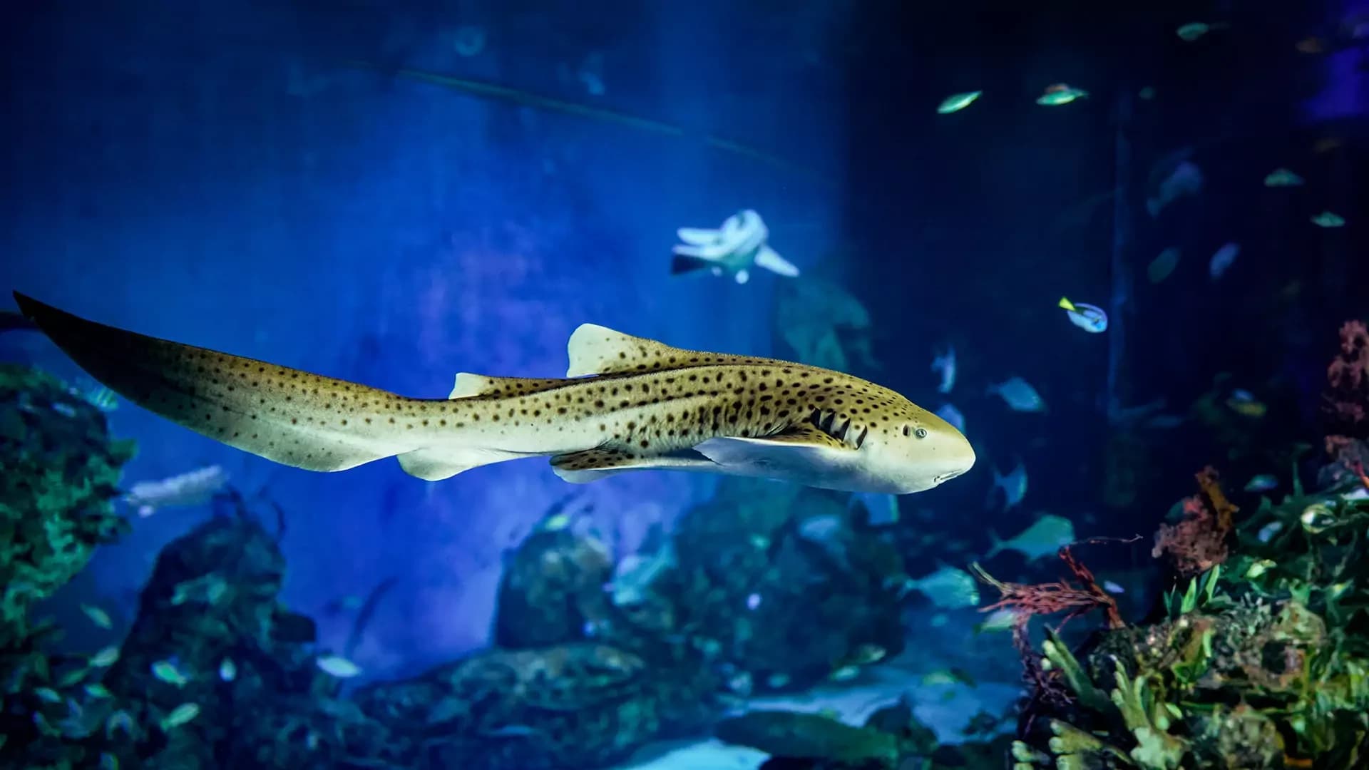 Marine Safari Bali Ticket - სურათი 8
