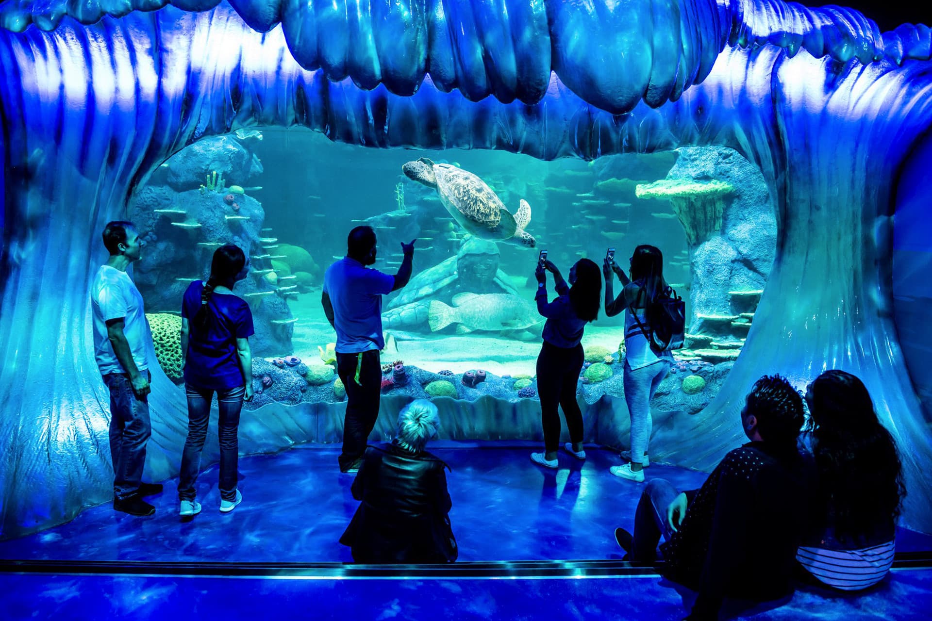 SEA LIFE Sydney Aquarium Direct Entry Ticket - სურათი 3