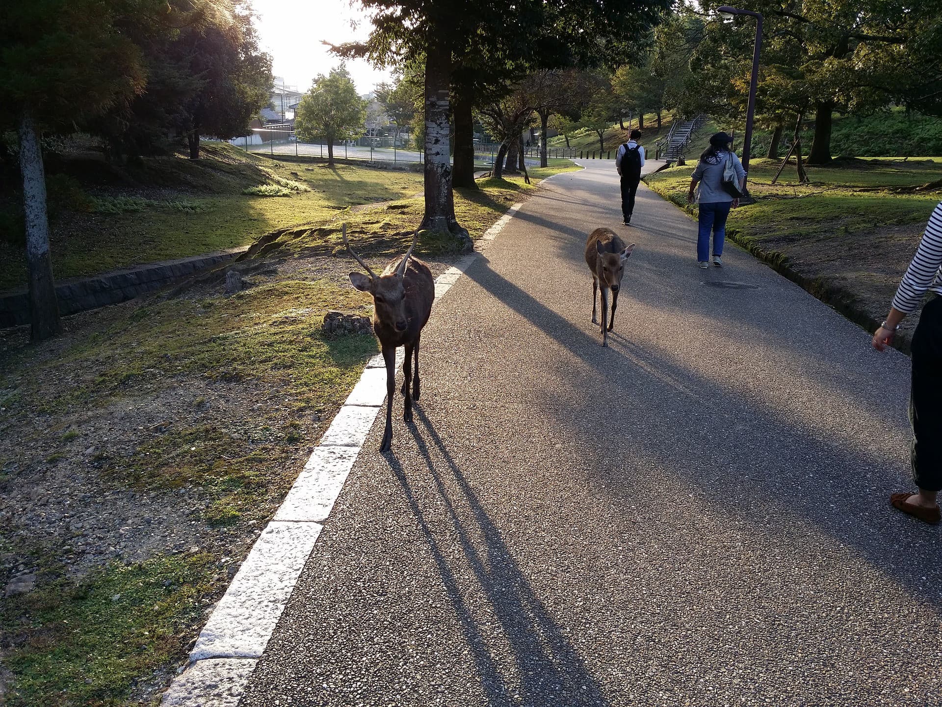 Kyoto and Nara Tour from Osaka - სურათი 9