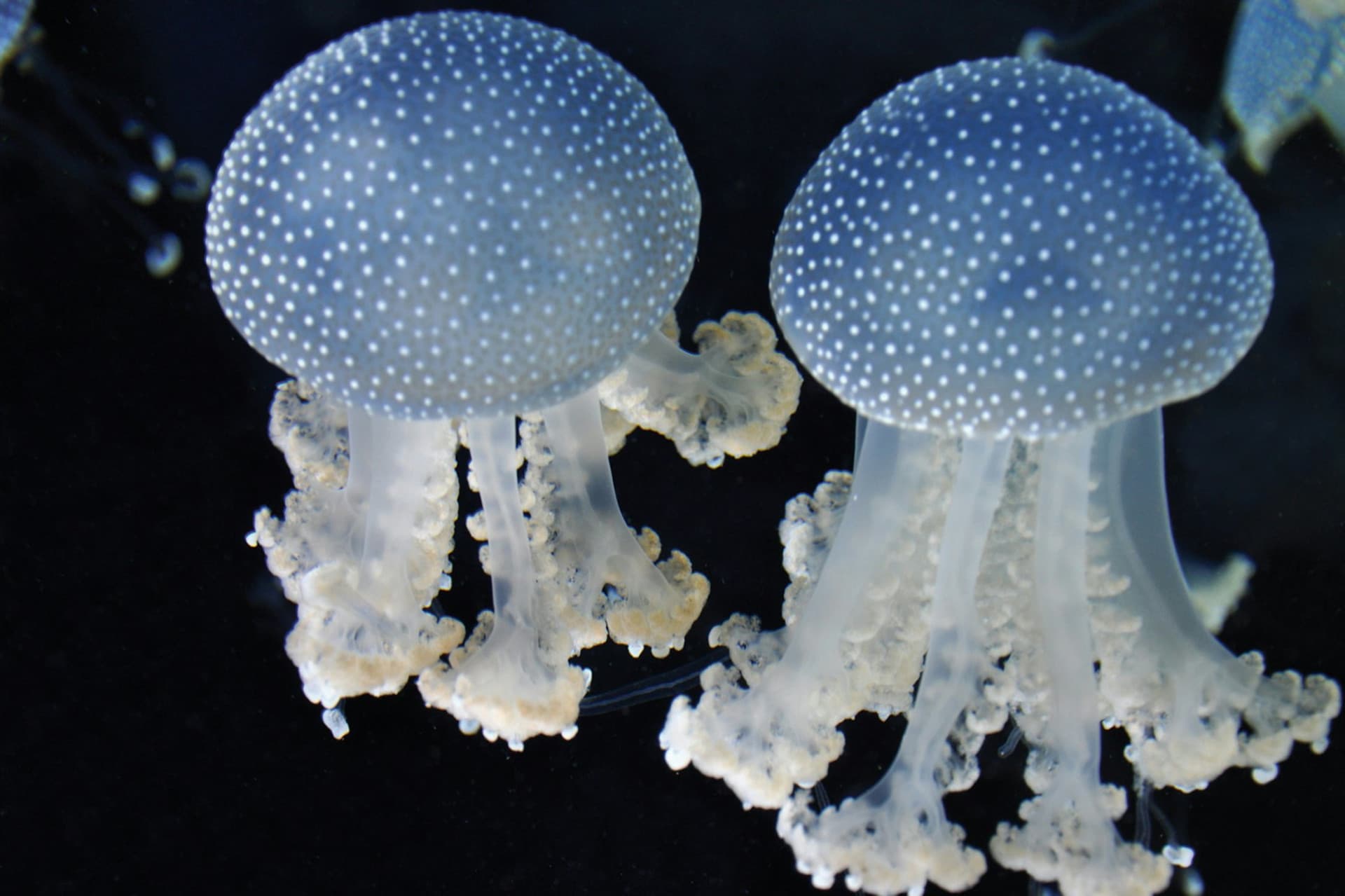 Gardaland SEA LIFE Aquarium Ticket - სურათი 7
