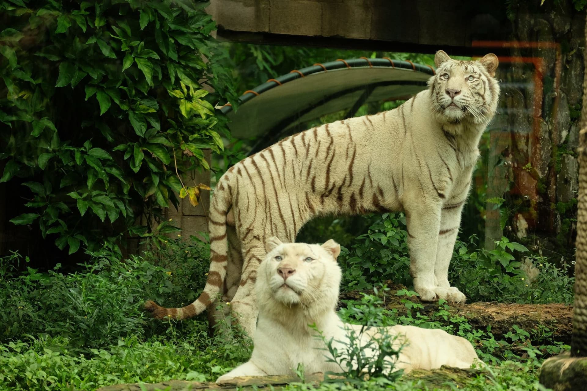 Bali Safari Park Ticket - სურათი 3
