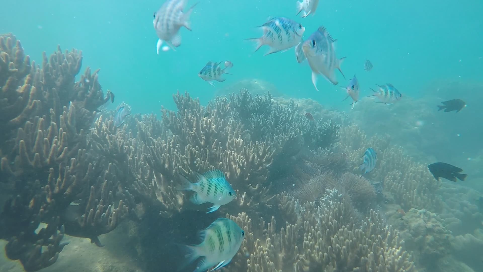Cham Islands Underwater Walking and Snorkelling Half-Day Tour from Da Nang - სურათი 9