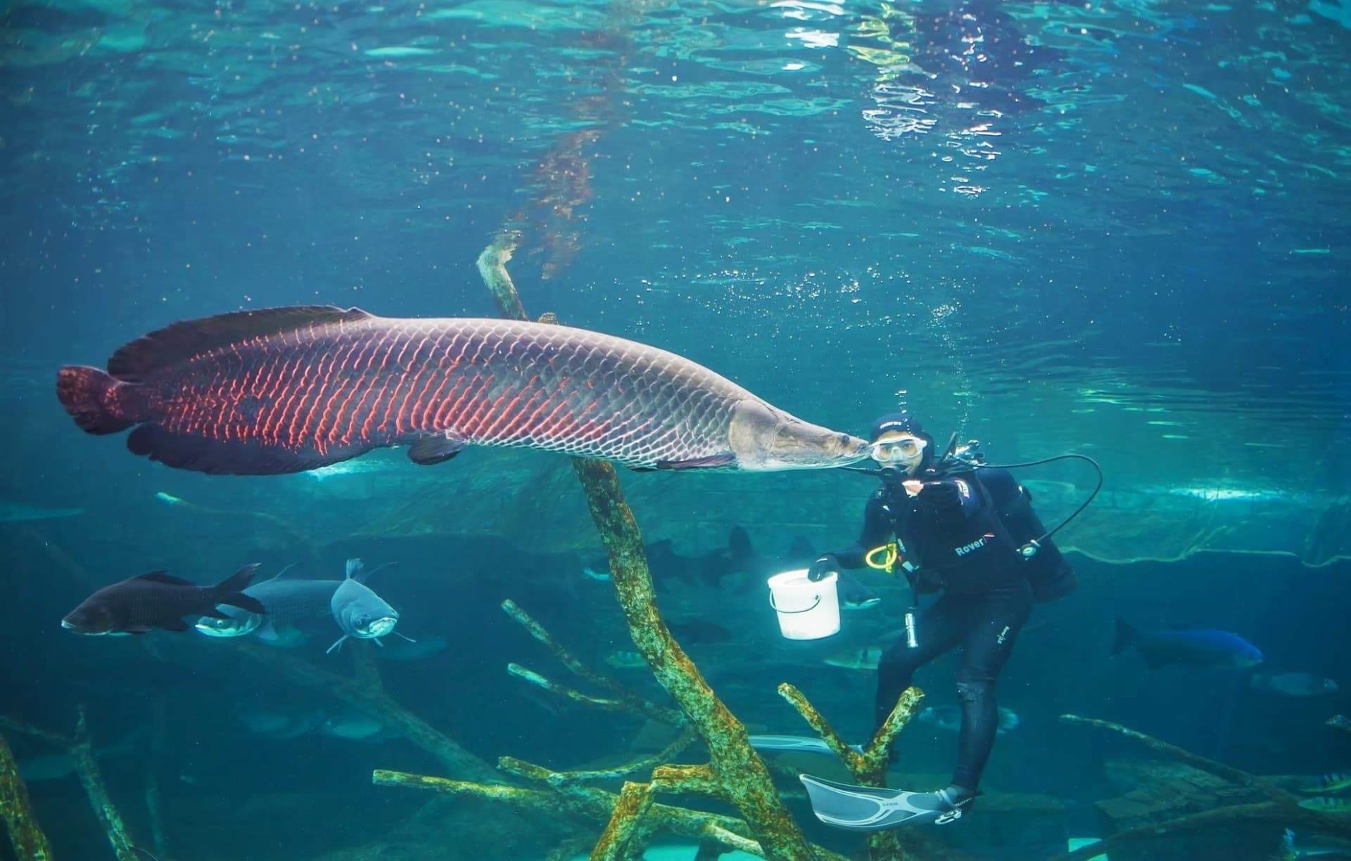Aquaria Phuket - სურათი 28
