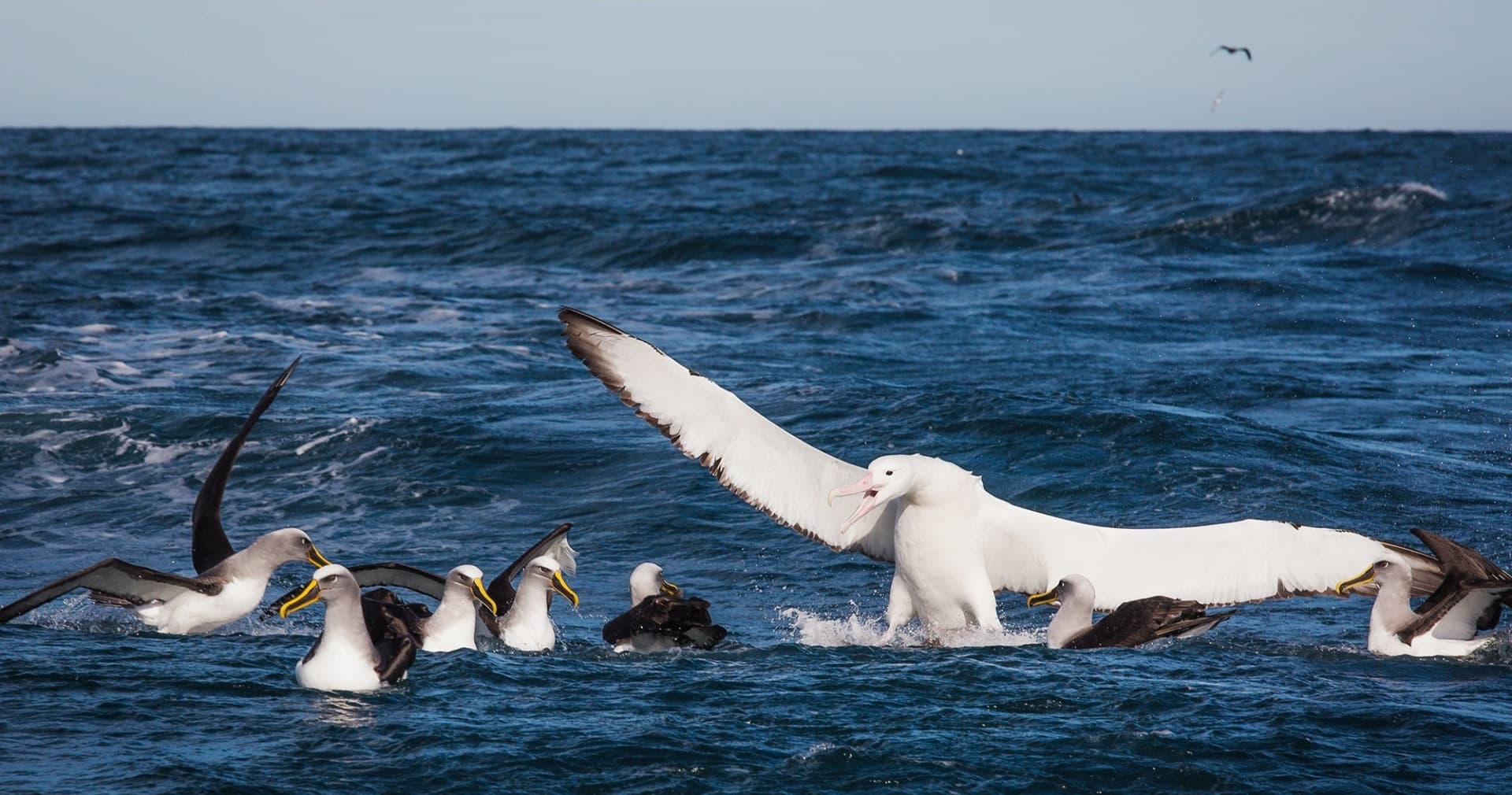 Monarch Wildlife Cruise and Peninsula Encounter Tour - სურათი 7