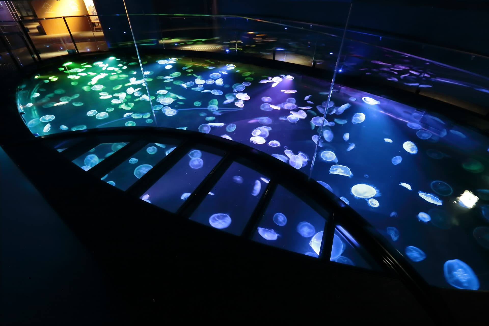 COMBO: Tokyo Skytree + Sumida Aquarium - სურათი 6