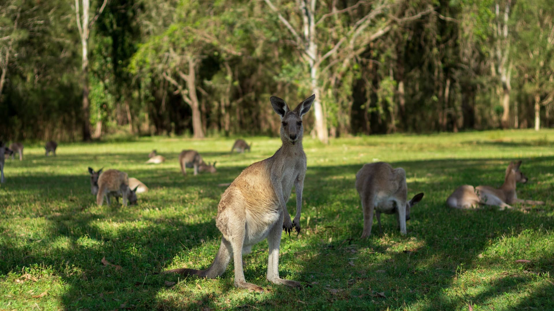 Kangaroos and Koalas Tour with Morning Tea from Gold Coast - სურათი 9