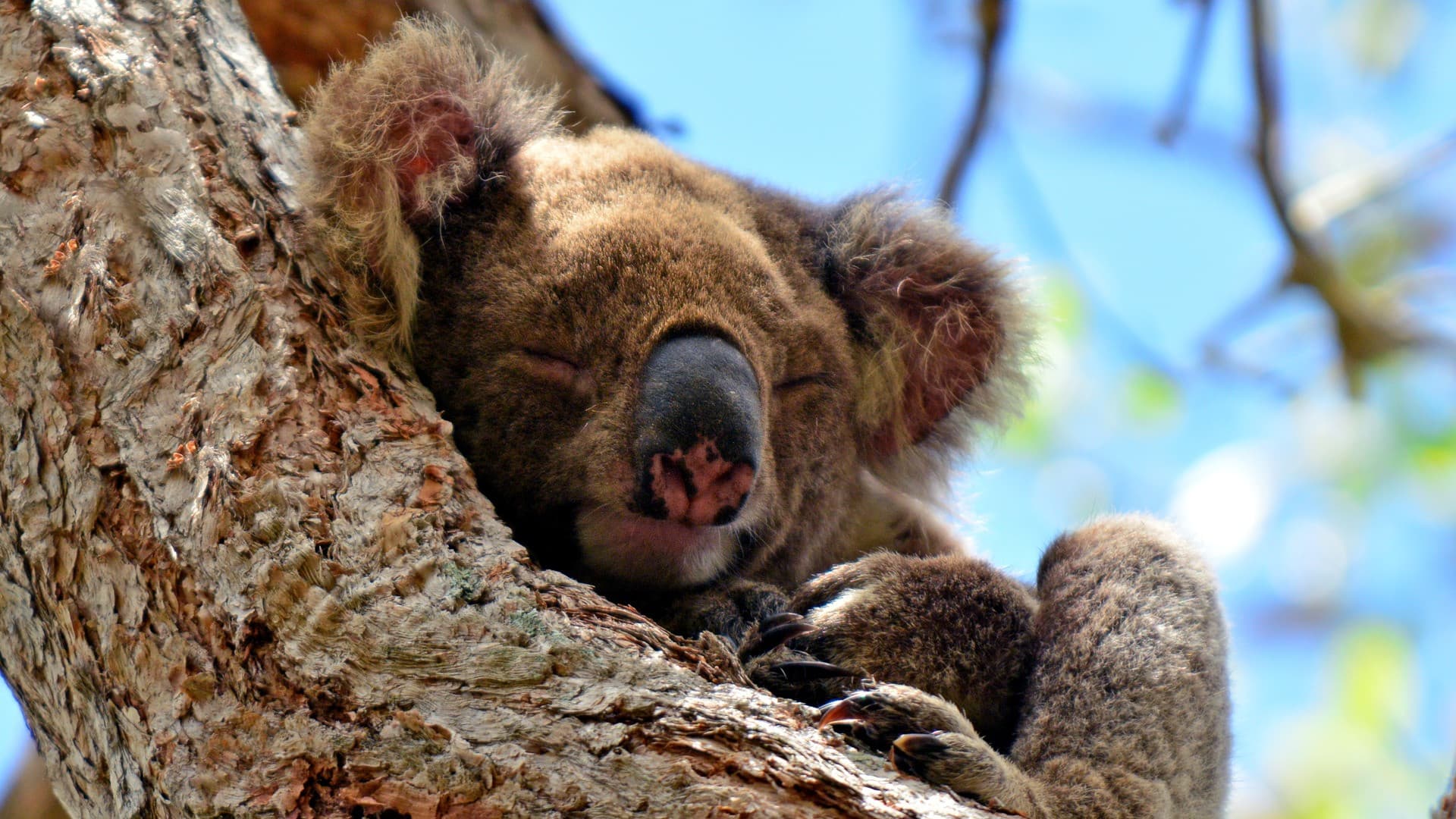Kangaroos and Koalas Tour with Morning Tea from Gold Coast - სურათი 2