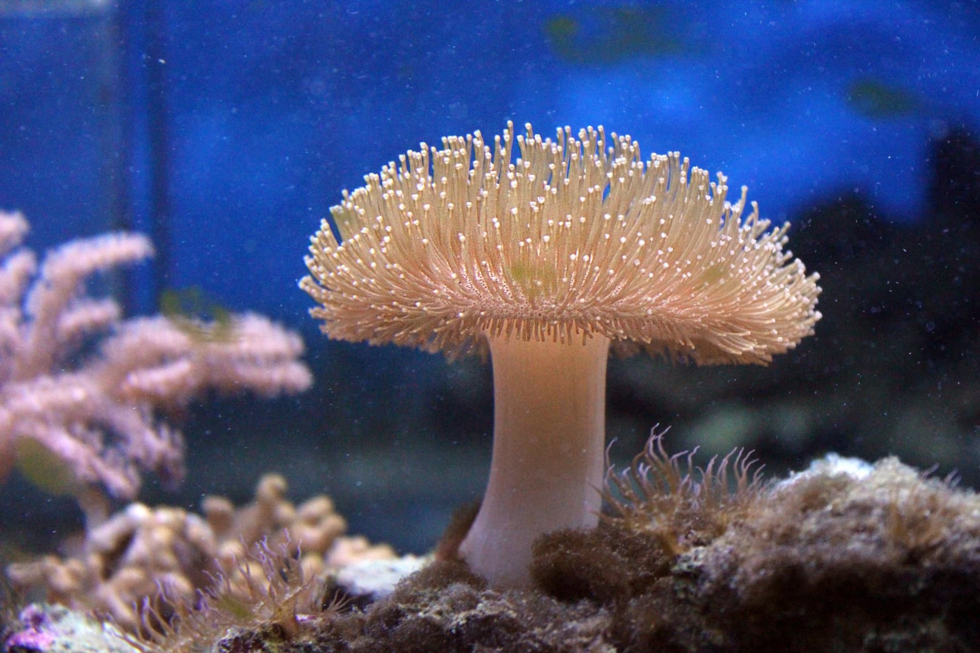 Yehliu Ocean World - სურათი 12