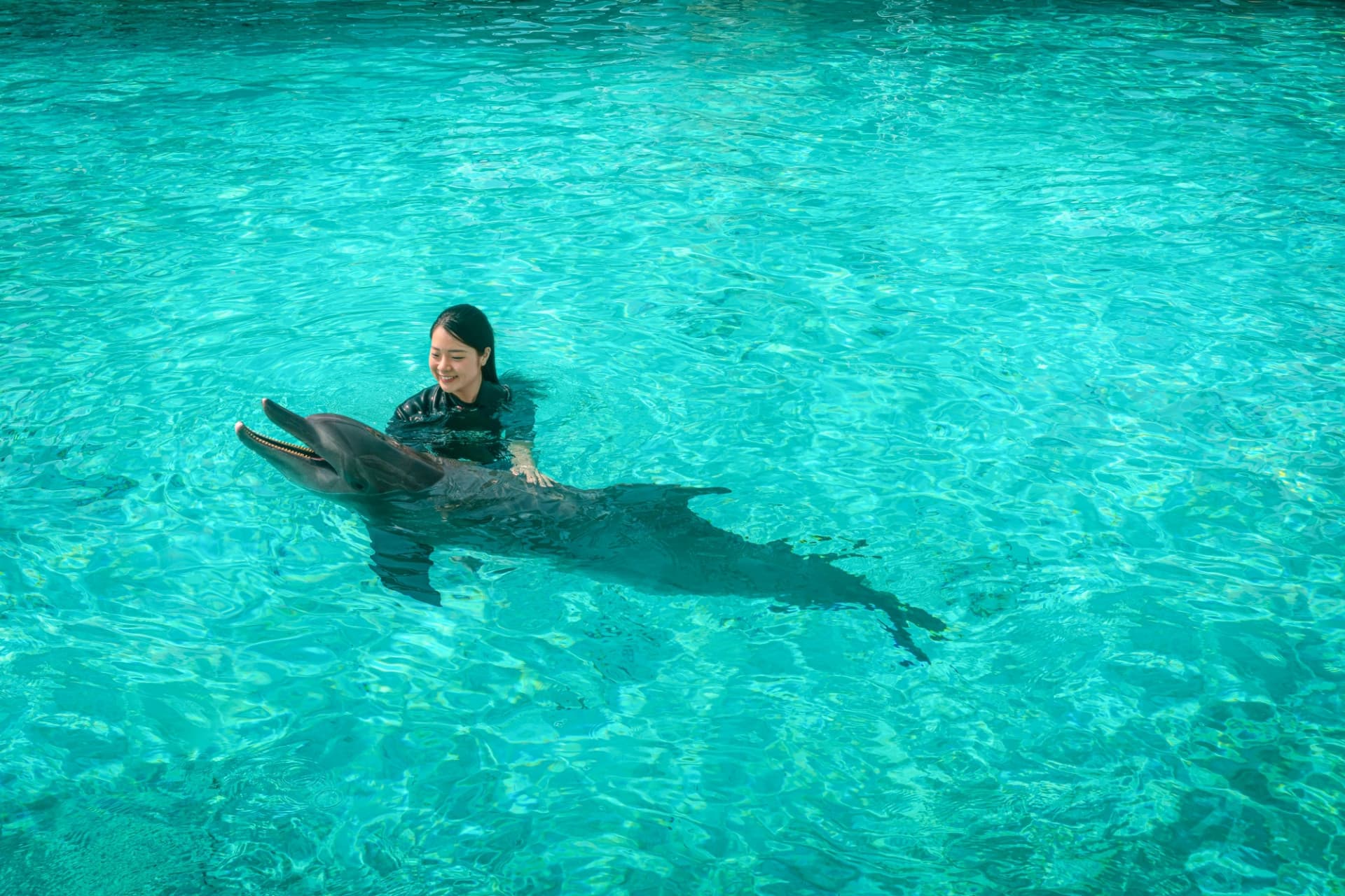 Dolphin Experiences at Marine Mammal Habitat Sentosa - სურათი 4