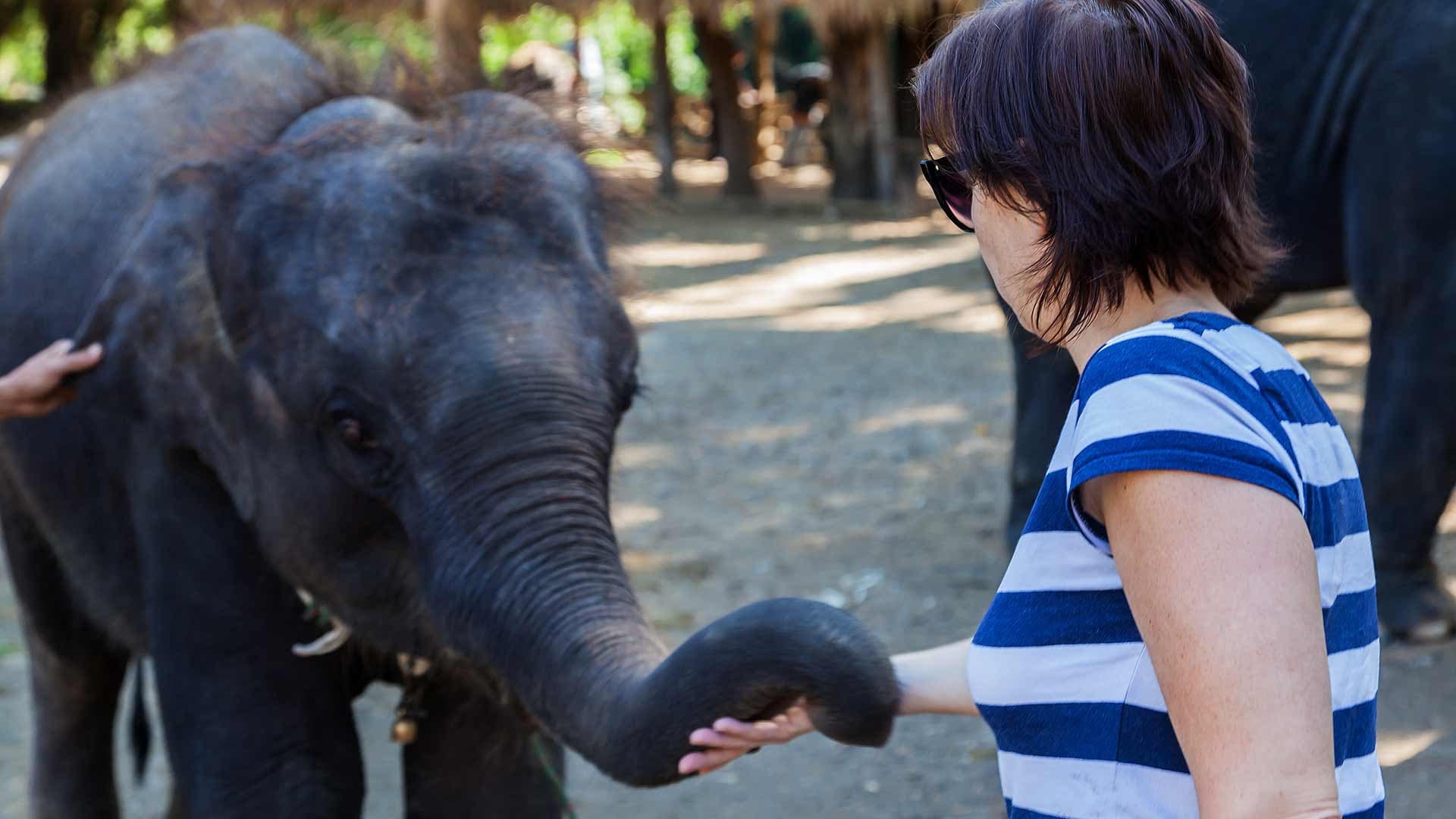 Elephant Jungle Sanctuary Chiang Mai - სურათი 4