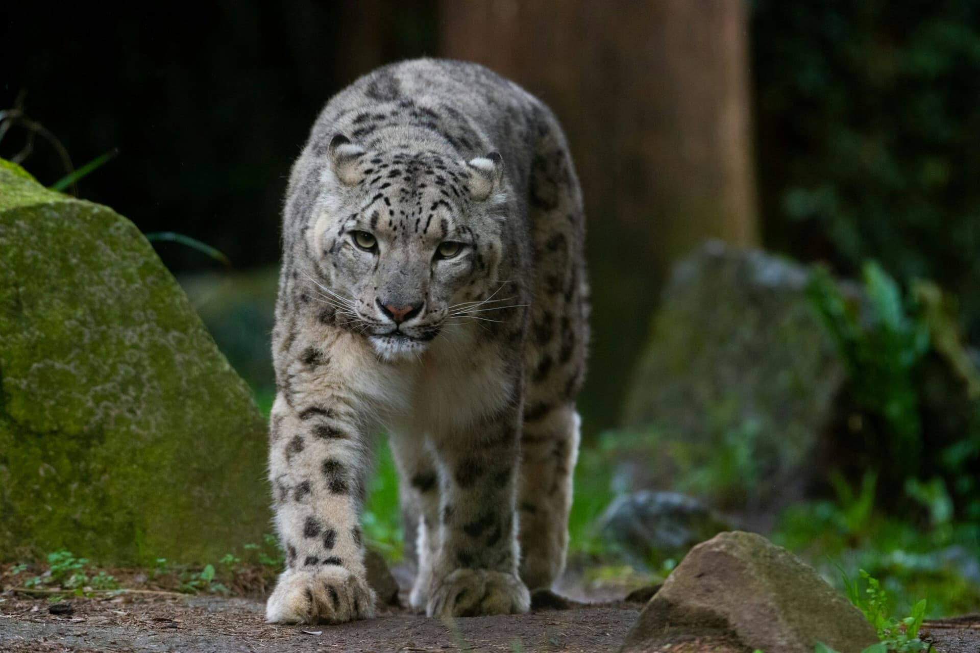 Amnéville Zoo Fast Track Ticket - სურათი 4