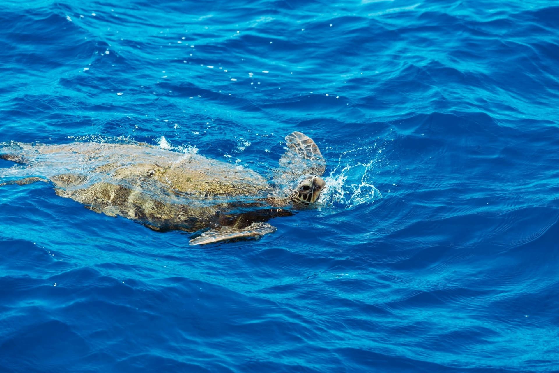 Waikiki: Daytime Glass Bottom Boat Tour - სურათი 8