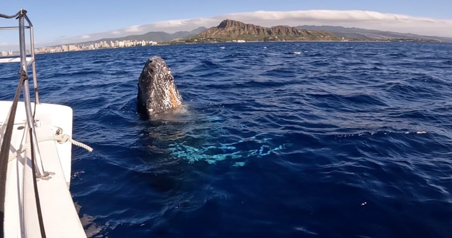 Waikiki Private Whale Watching Cruise - სურათი 3